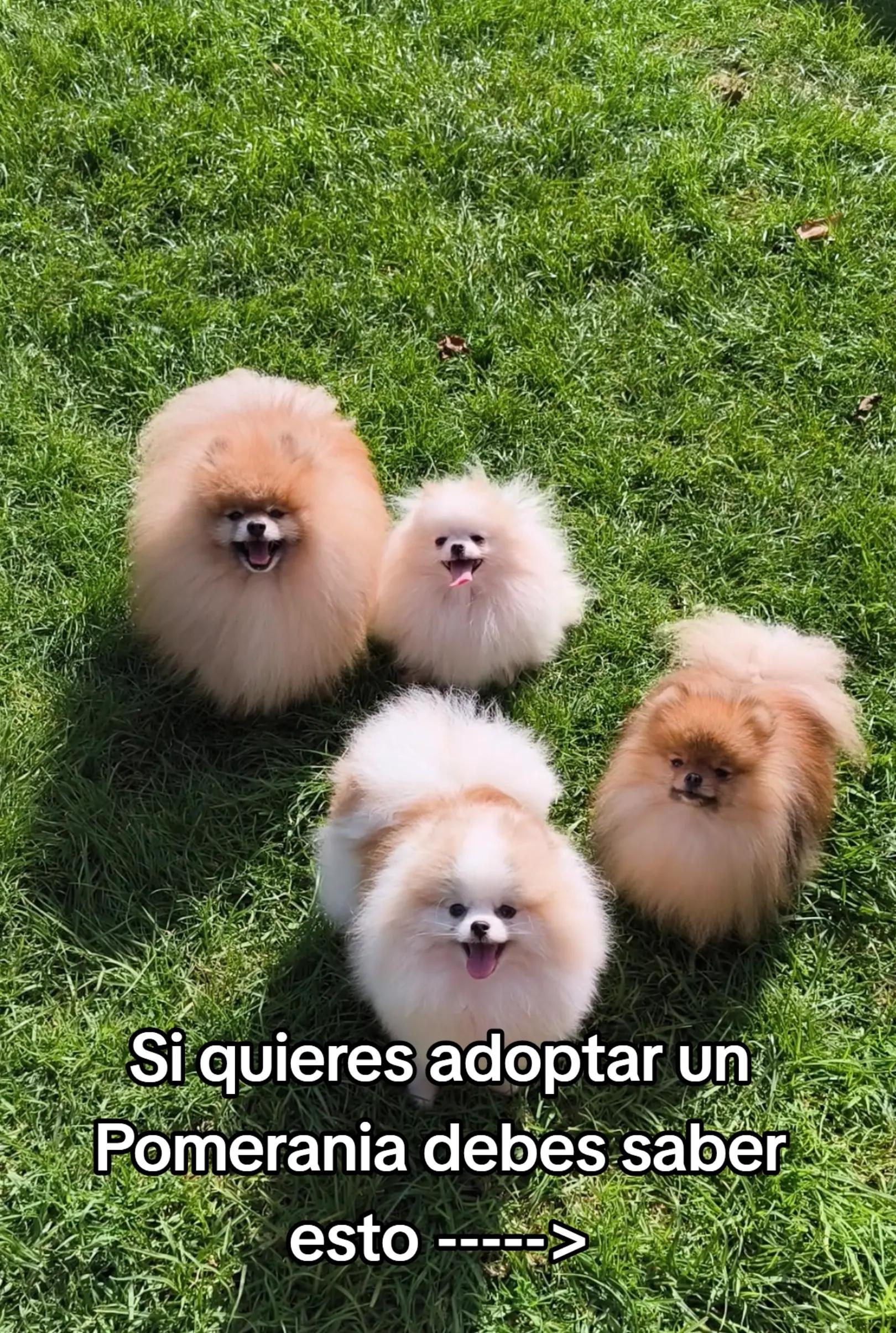 @Pomerania chile