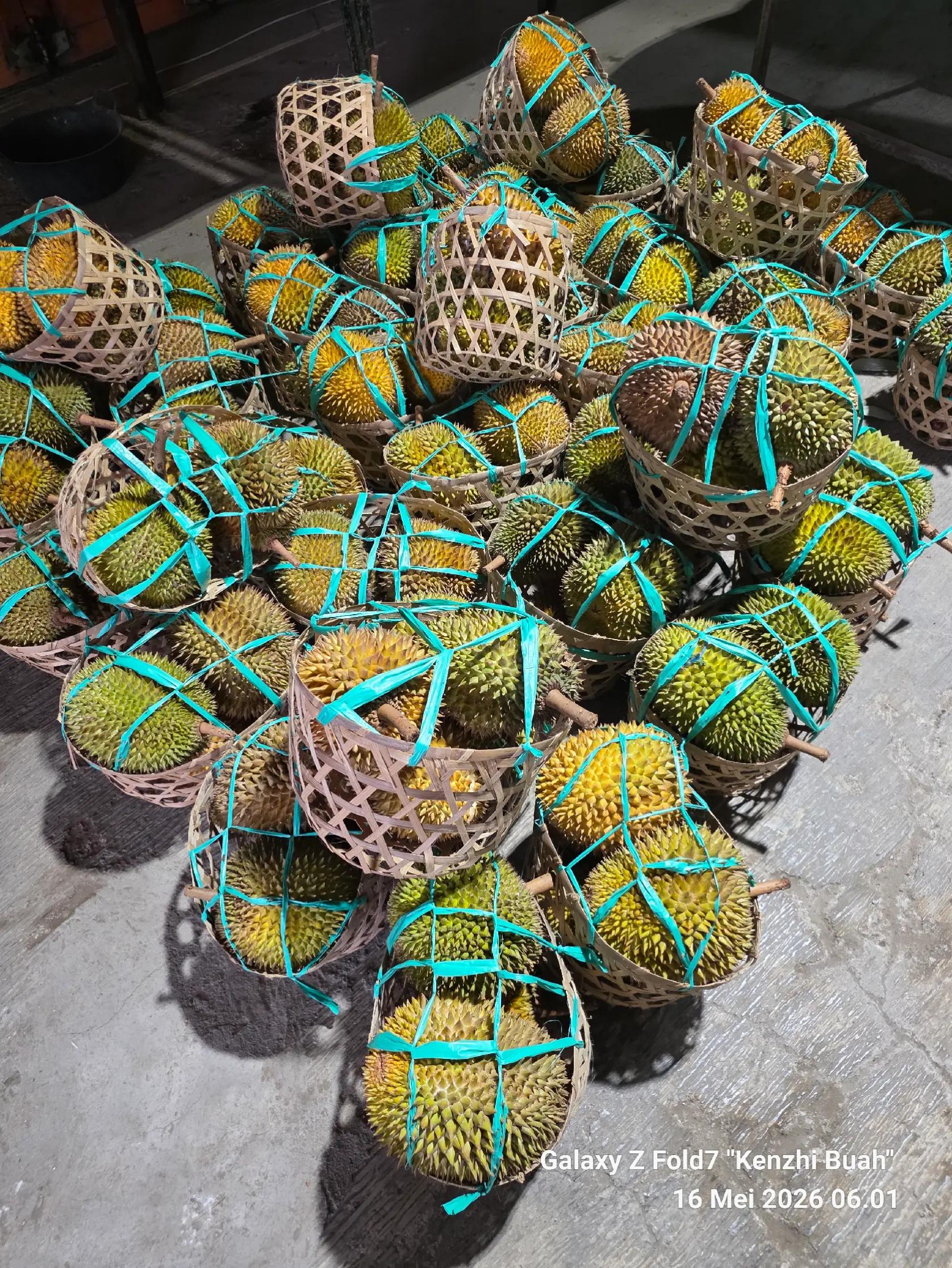 @Kenzhi Durian Tuban