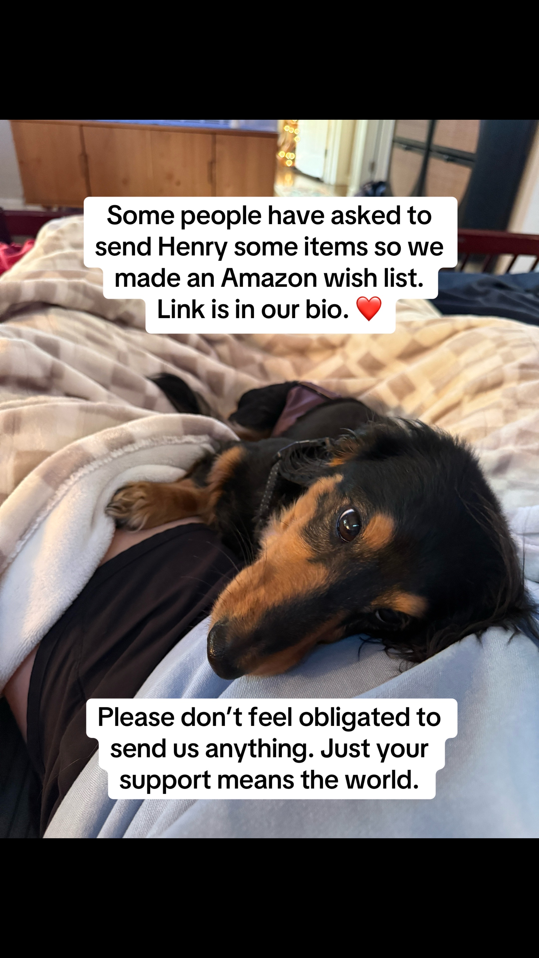 @Henry the mini dachshund