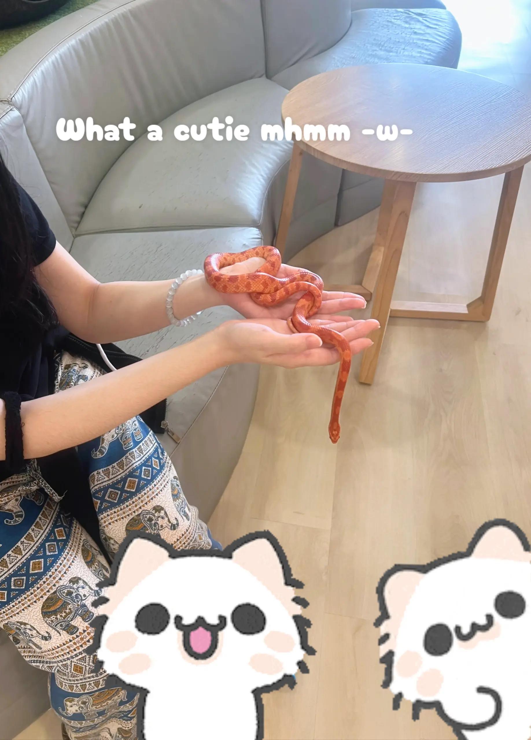 @GalaxyCatMeowMeow