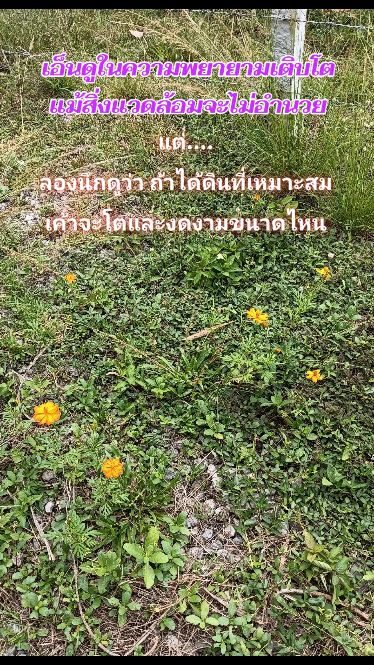 @Inner Wisdom8