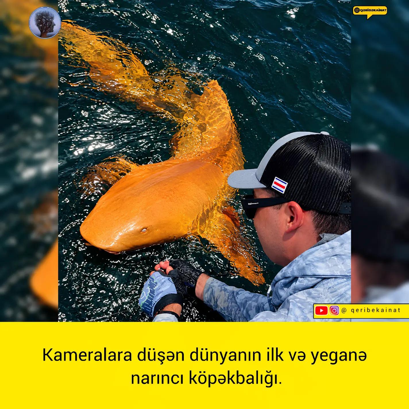 @qeribekainat