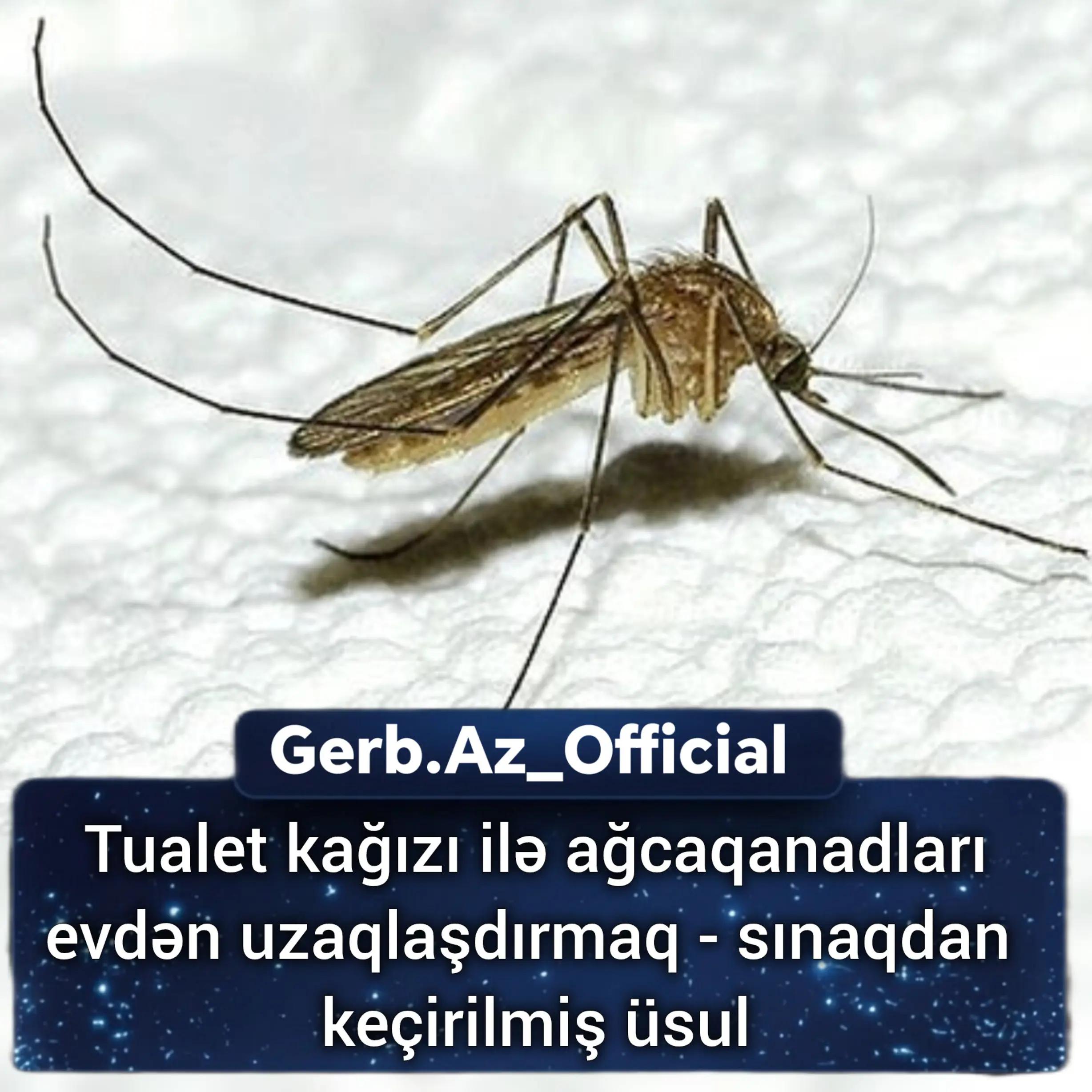 @Gerb.Az