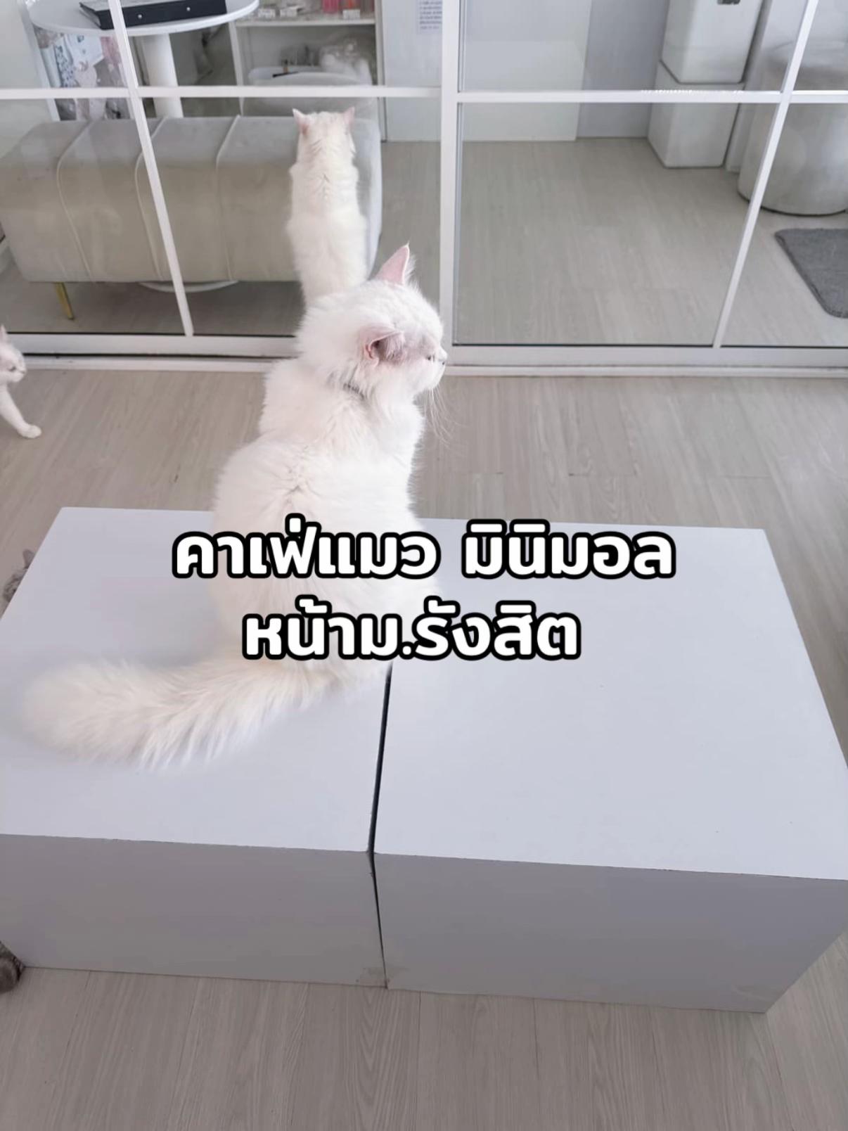 @คาเฟ่แมวโมริ Mori cat cafe'