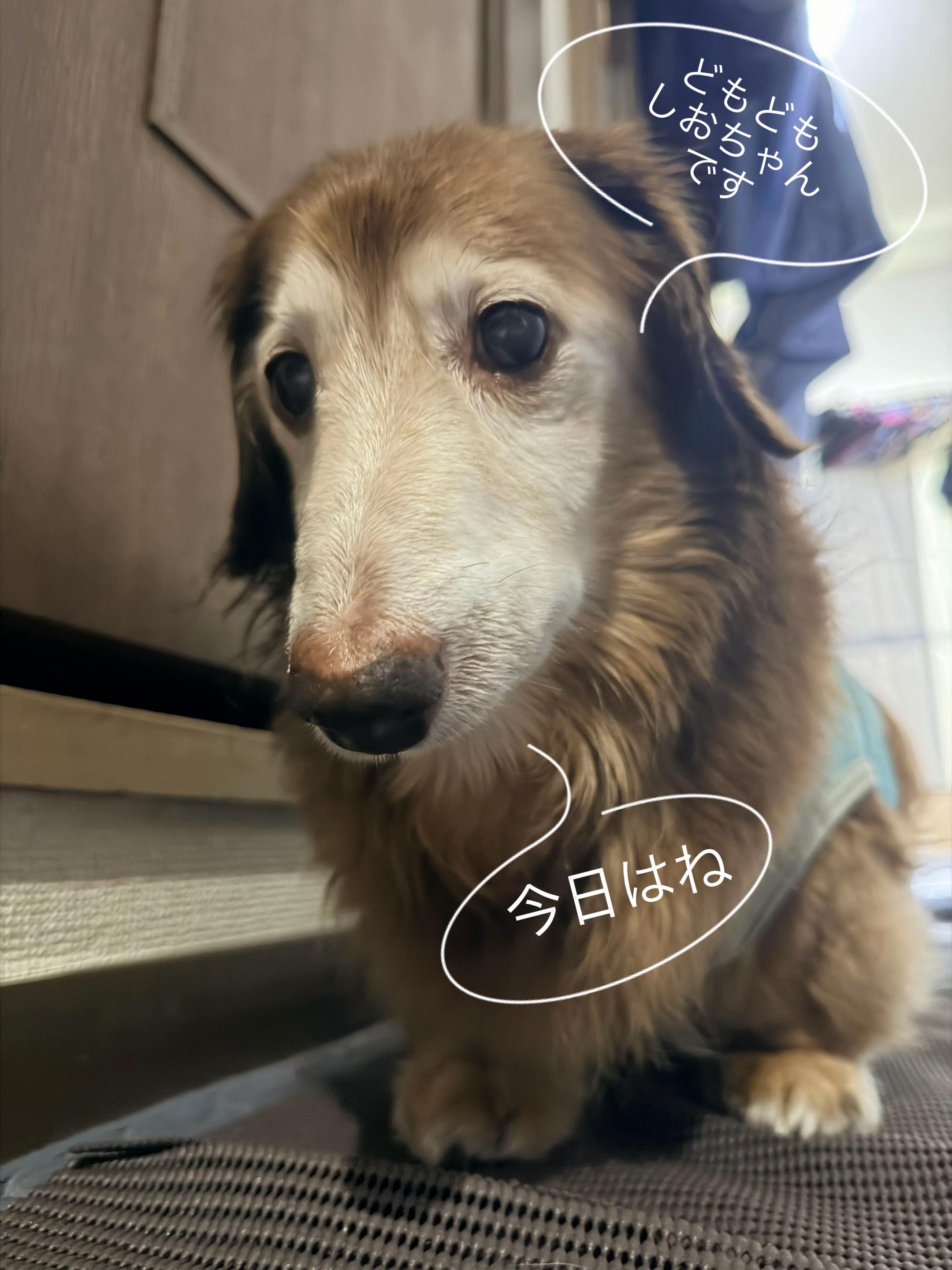 @しもひ