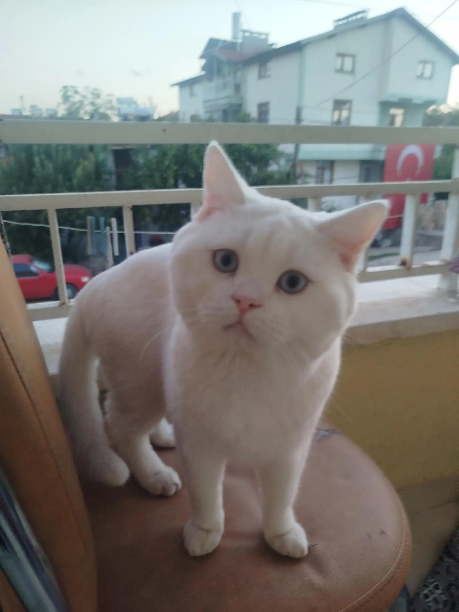 @💦🌼ἶ̇ῆეἶ ནმῆპჰἶ💦