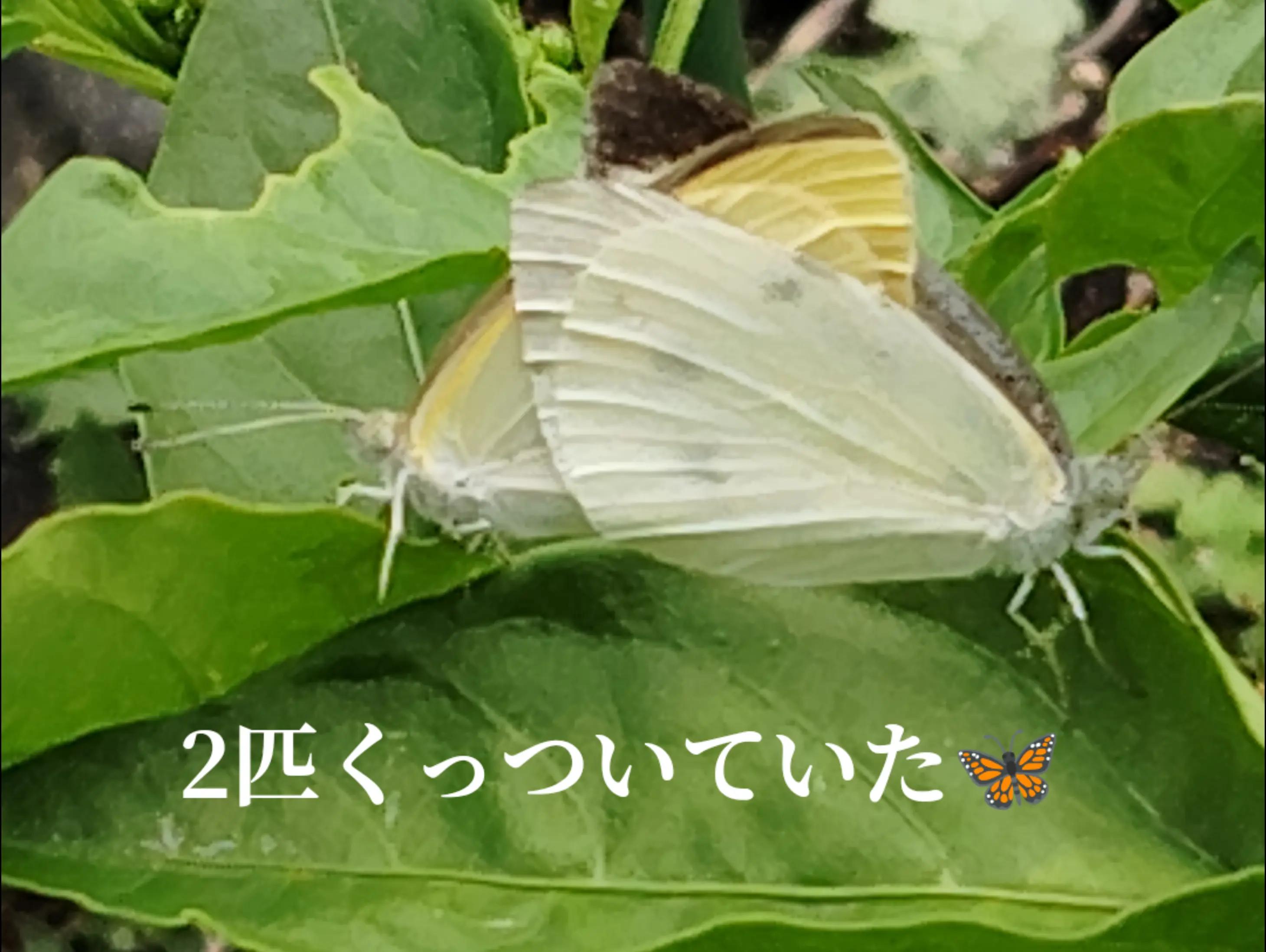 @遊喜