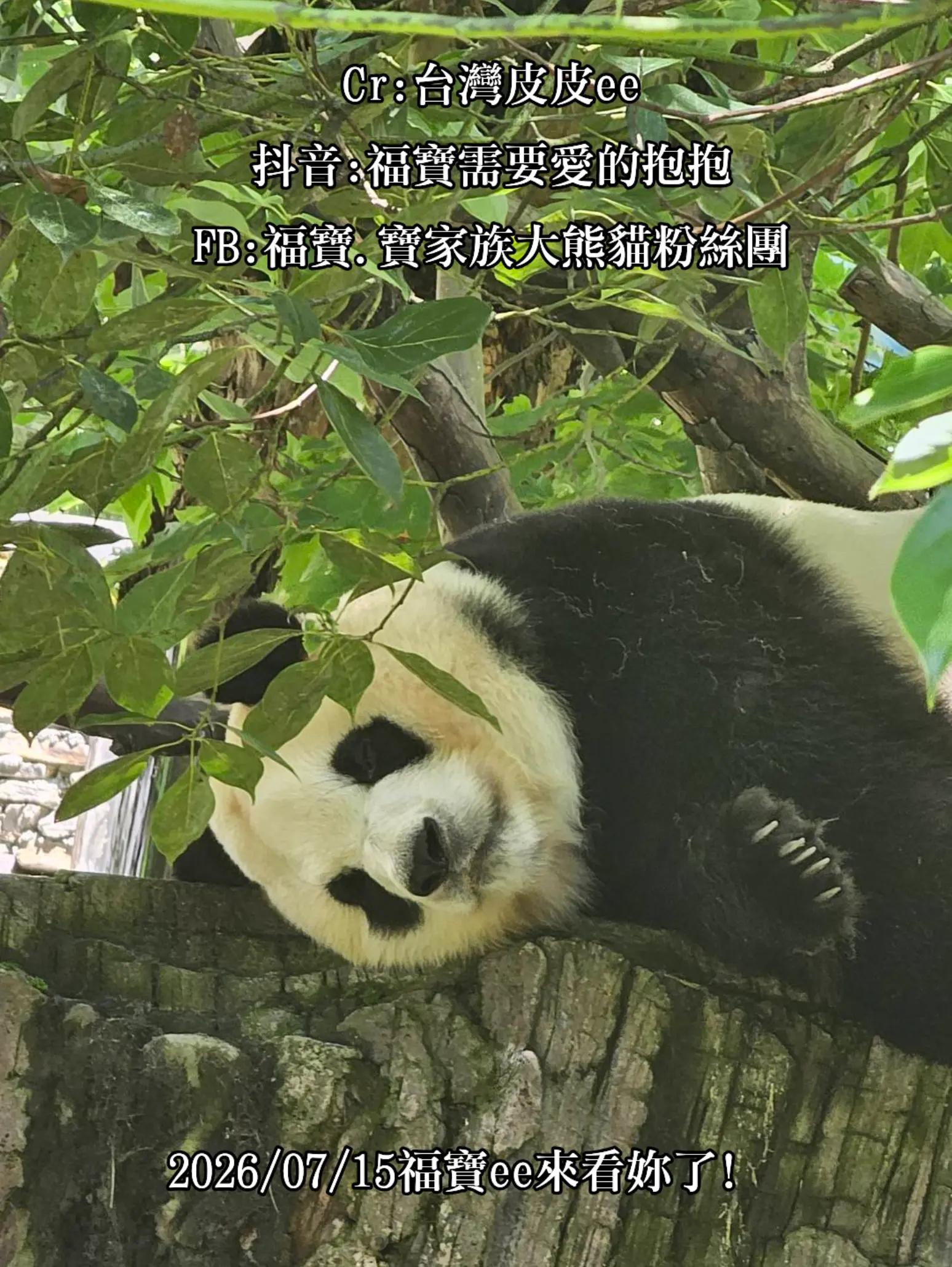 @福寶需要愛的抱抱