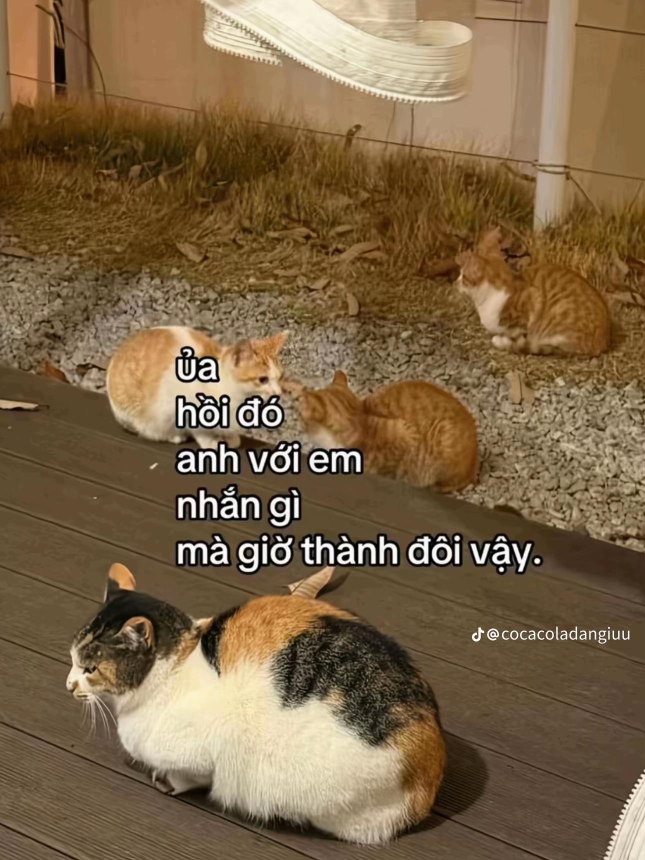 @ǤᎥa đìᑎᕼ 丅ᕼị ᗷơ 🐷ྀིྀི