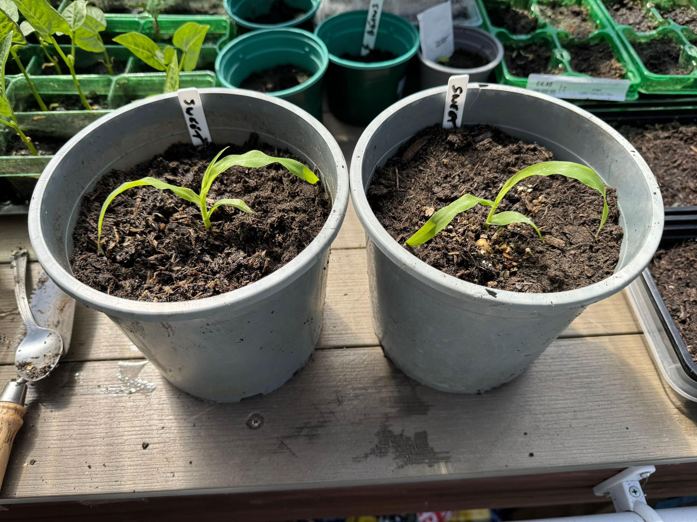 @grandadgreenhouse
