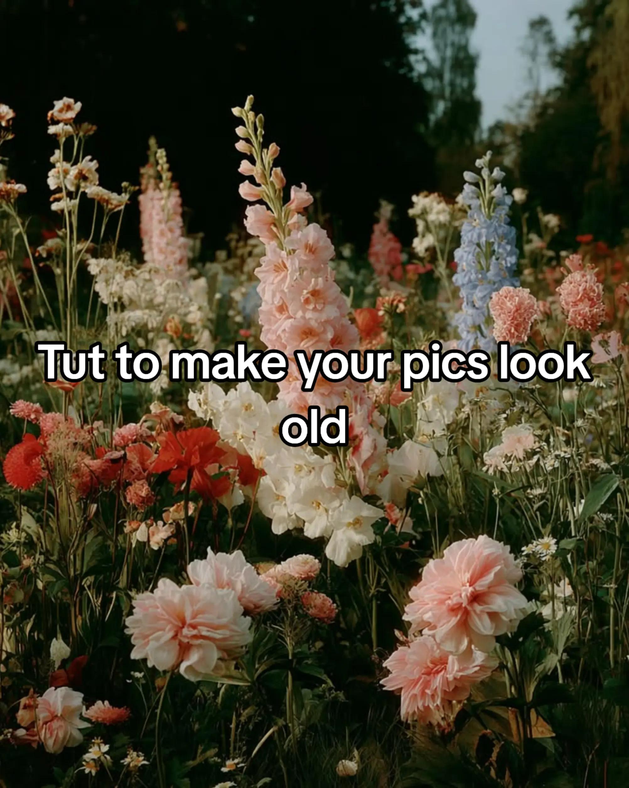 @◦•●◉✿ 𝐸𝑙𝑣𝑖𝑒 ✿◉●•◦