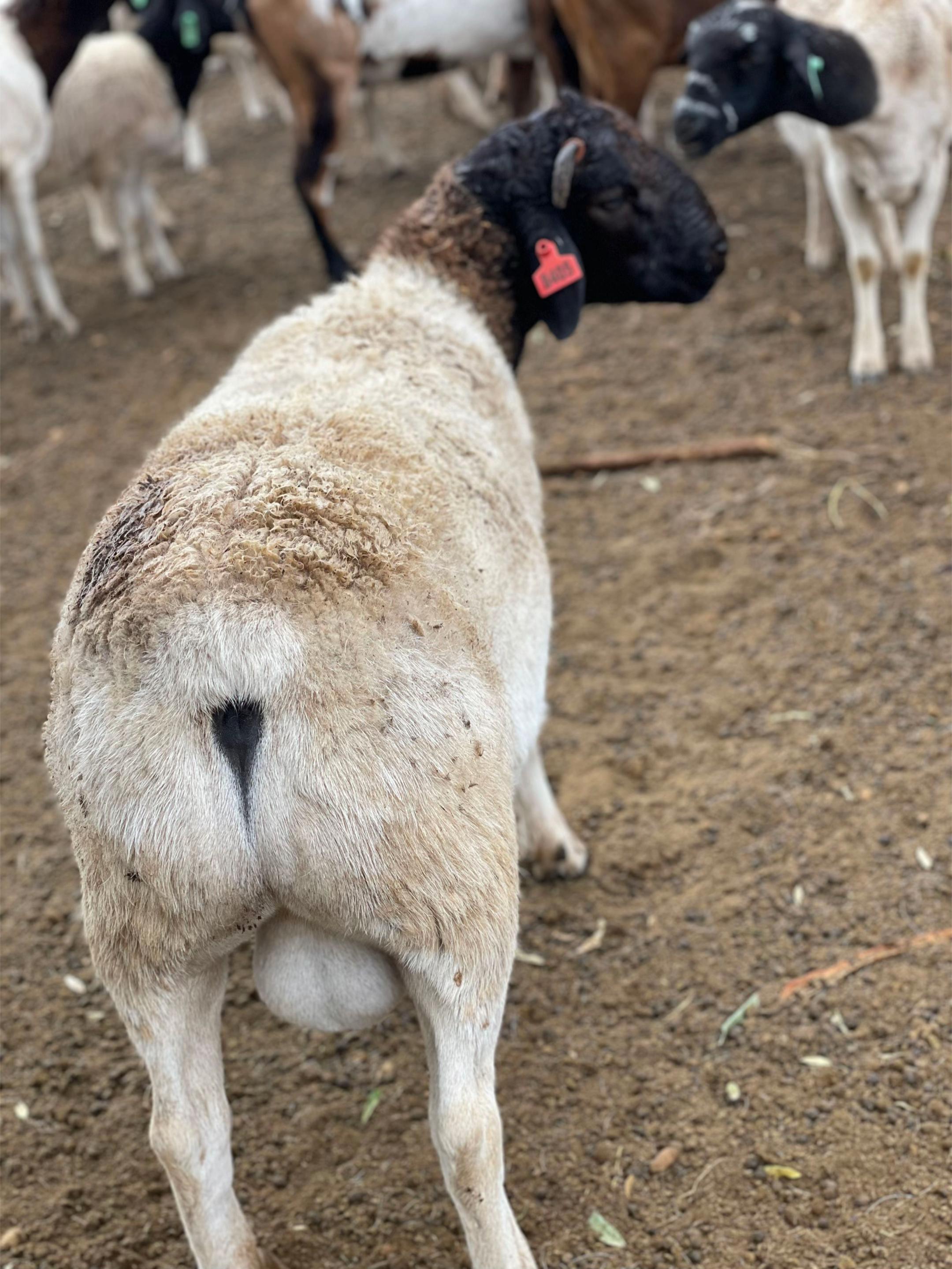 @DorperfarmsKE