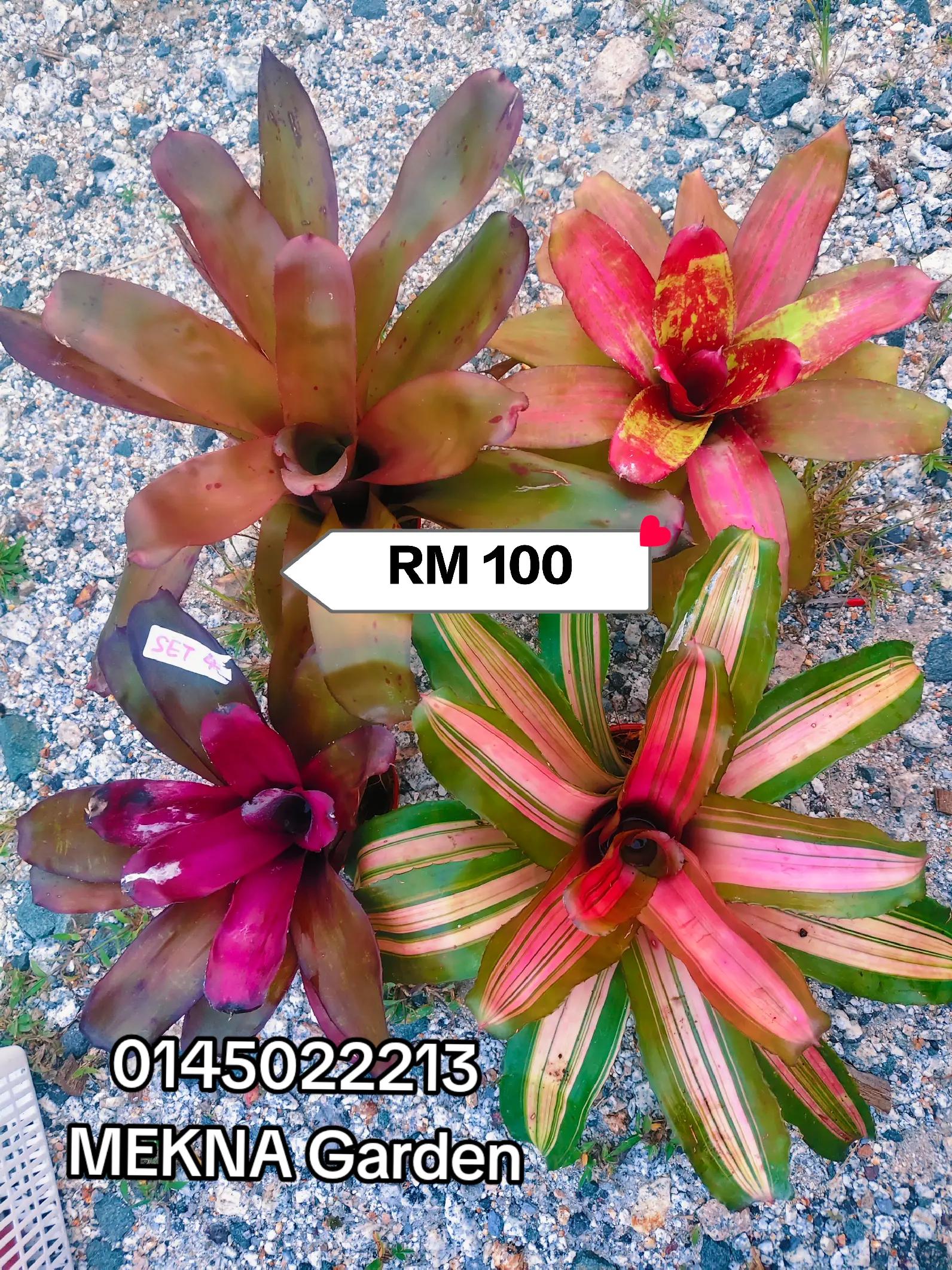 @MEKNA Garden