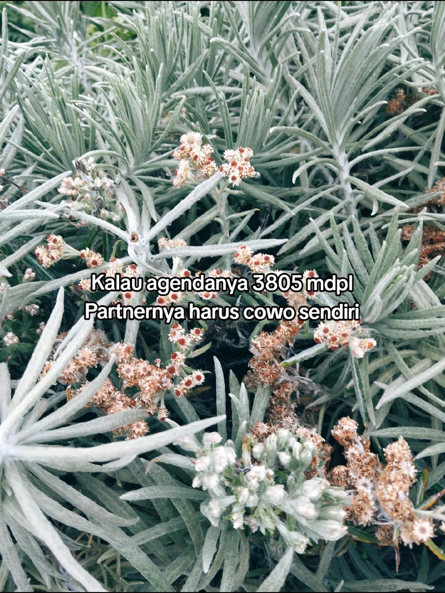 @Kaa
