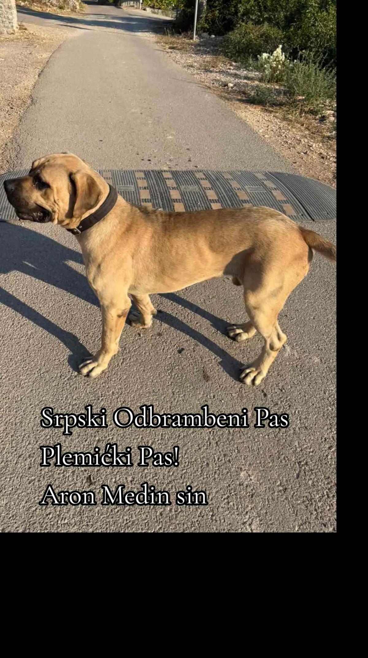 @Plemićki pas Srpski mastif