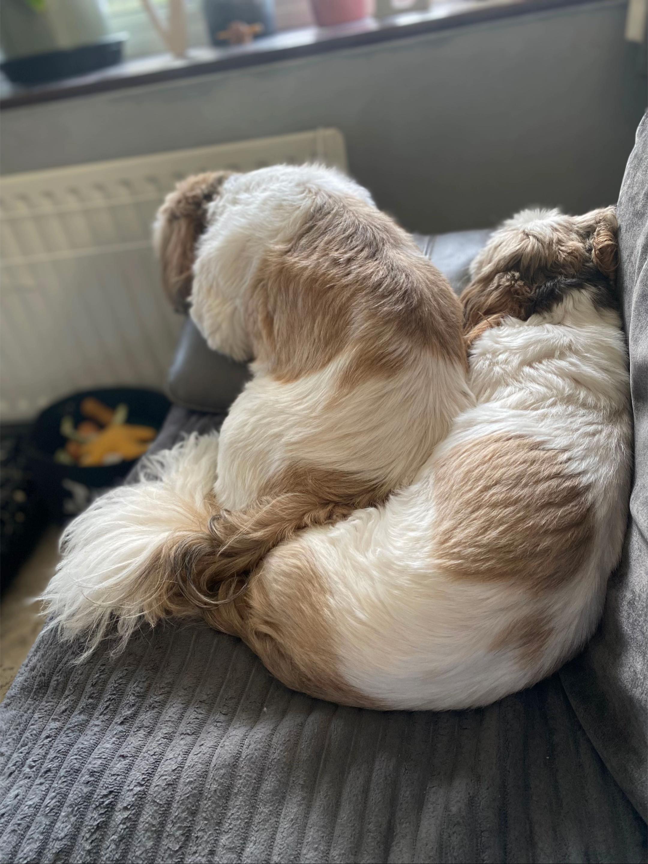 @Dotty and Daisy Shihtzu