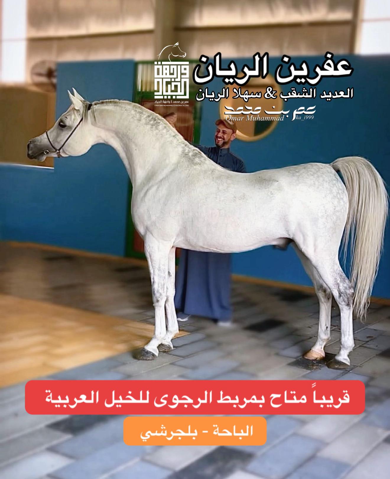 @عمر بن محمد | واجهة الجـياد🏅