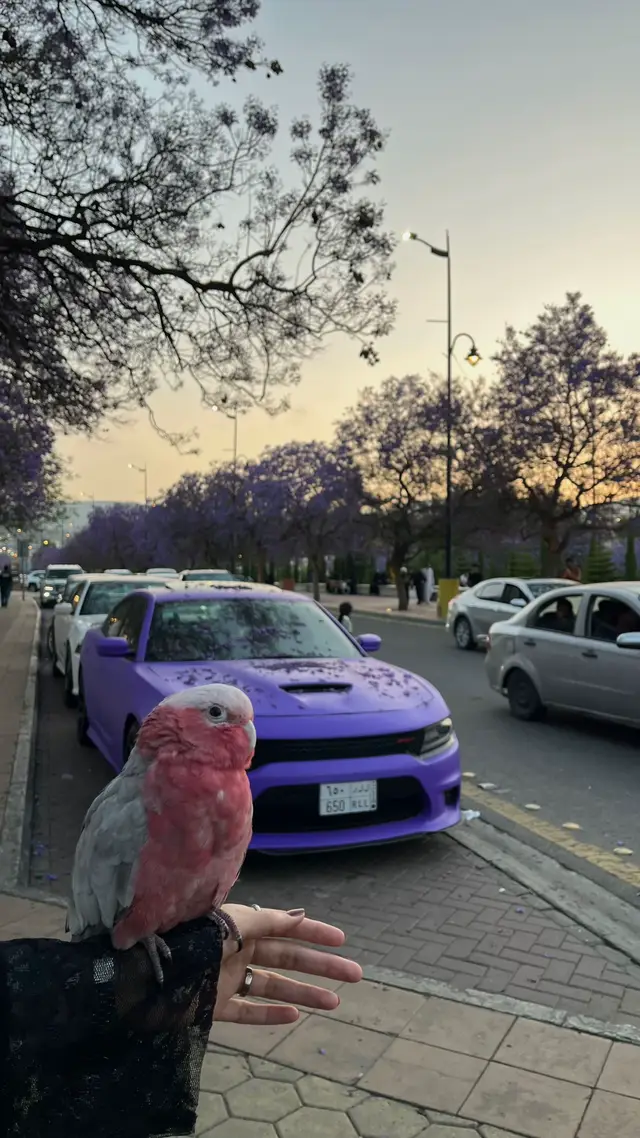 @مرخصة إعلامياً|بلوقر فاطمه 🎖️