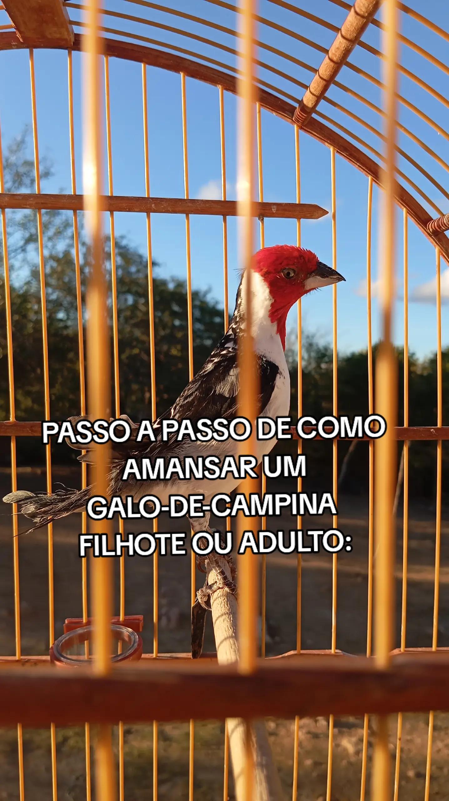 @JR_DO_AZULAOšµ
