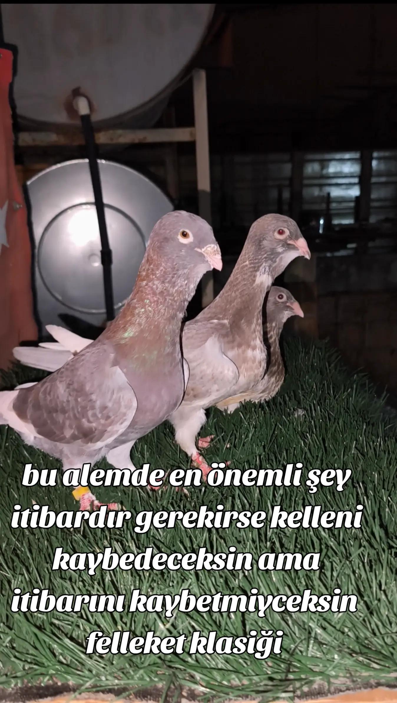 @0163Adanabatarkusu_federasyonu