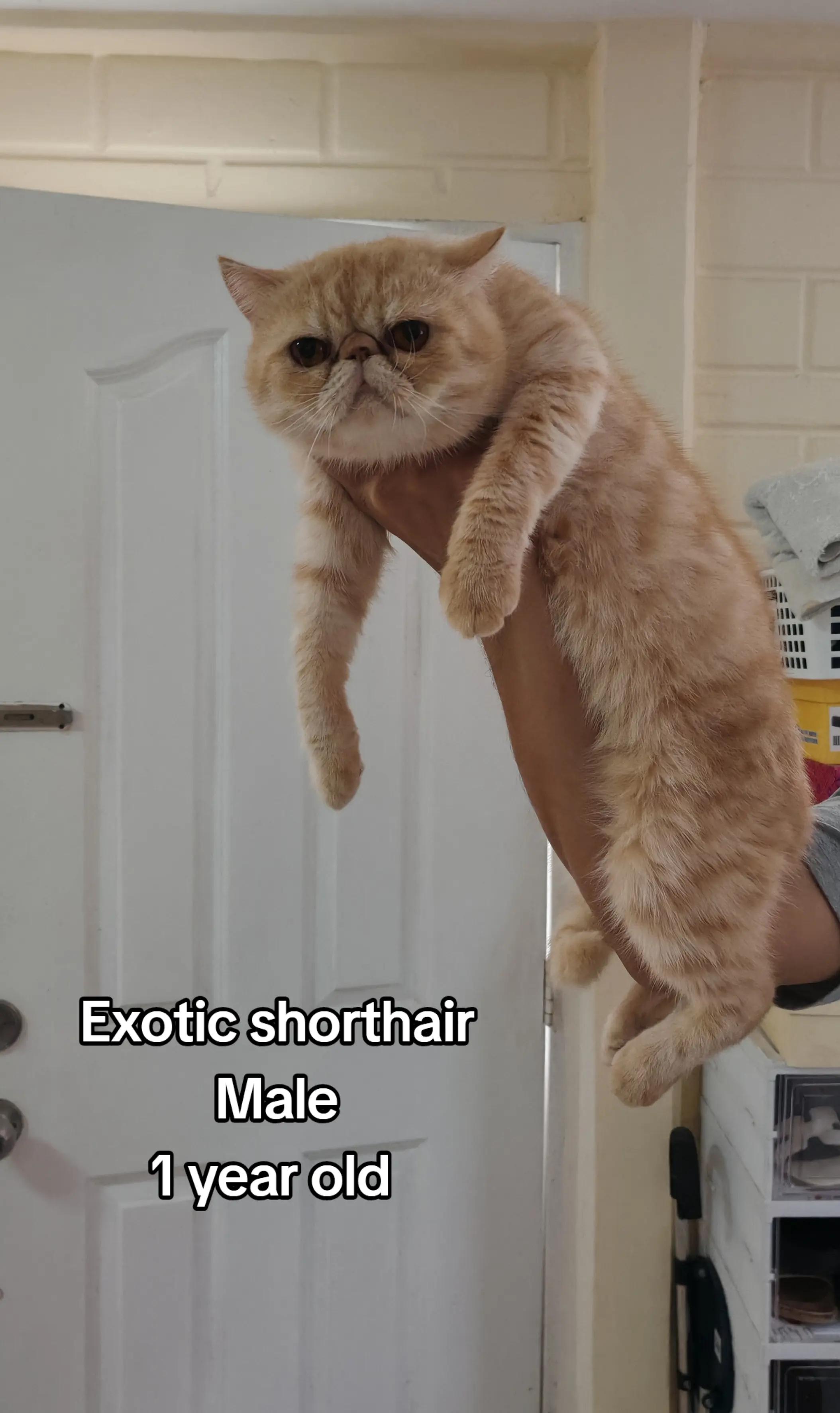 @UniqueClaw Cattery