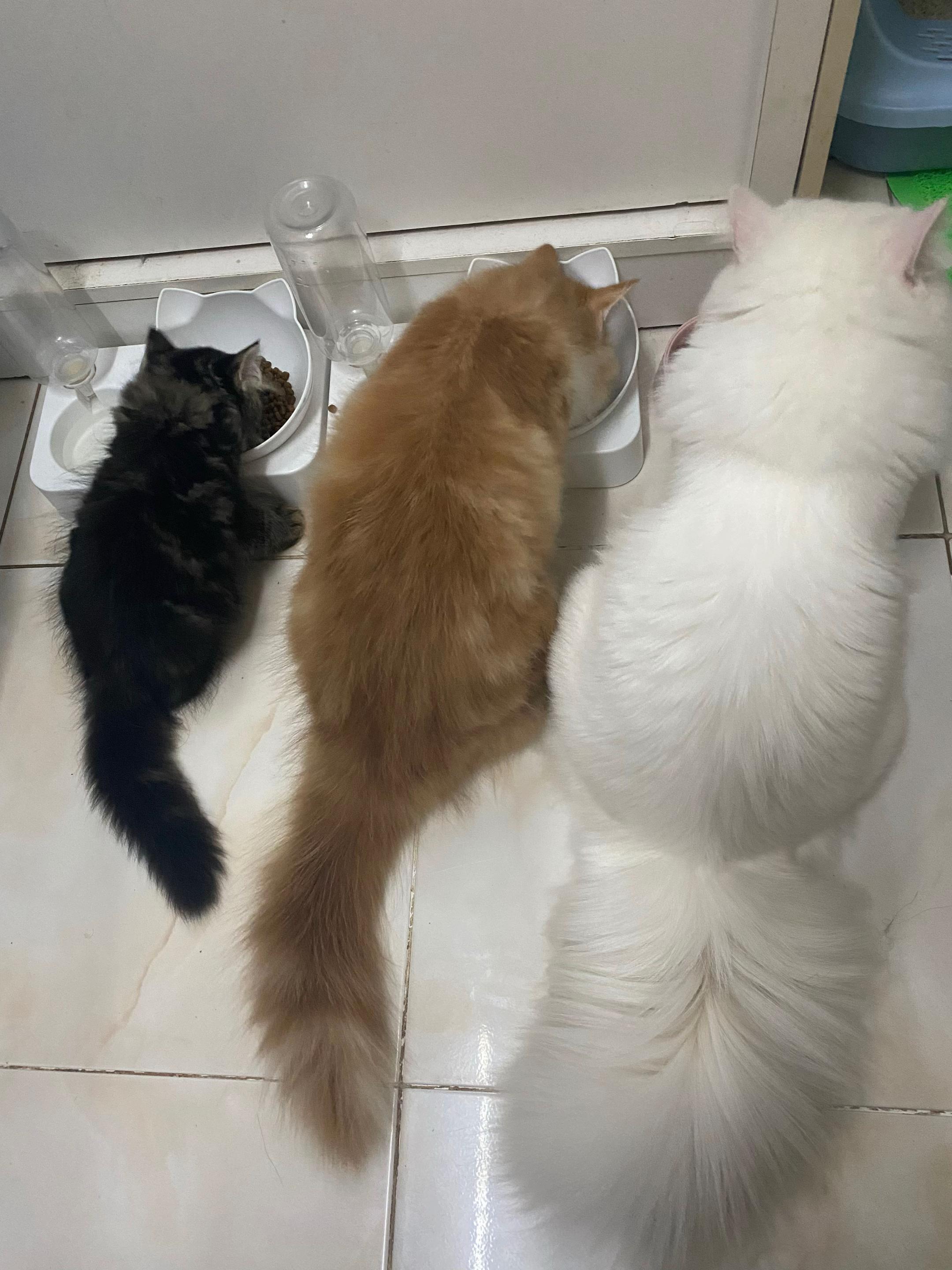 @แมวโง่
