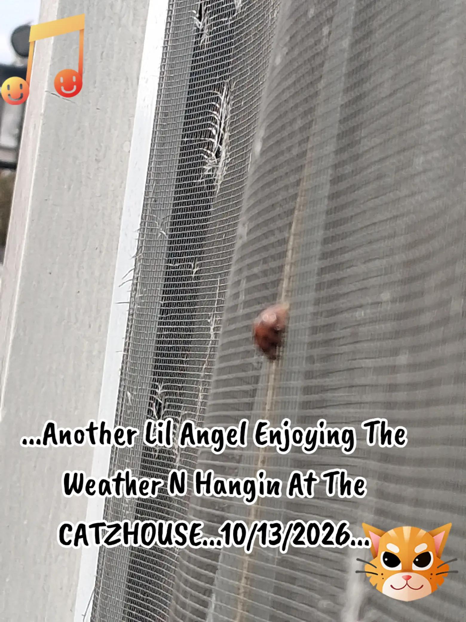 @Booh Hovey crazycatlady3