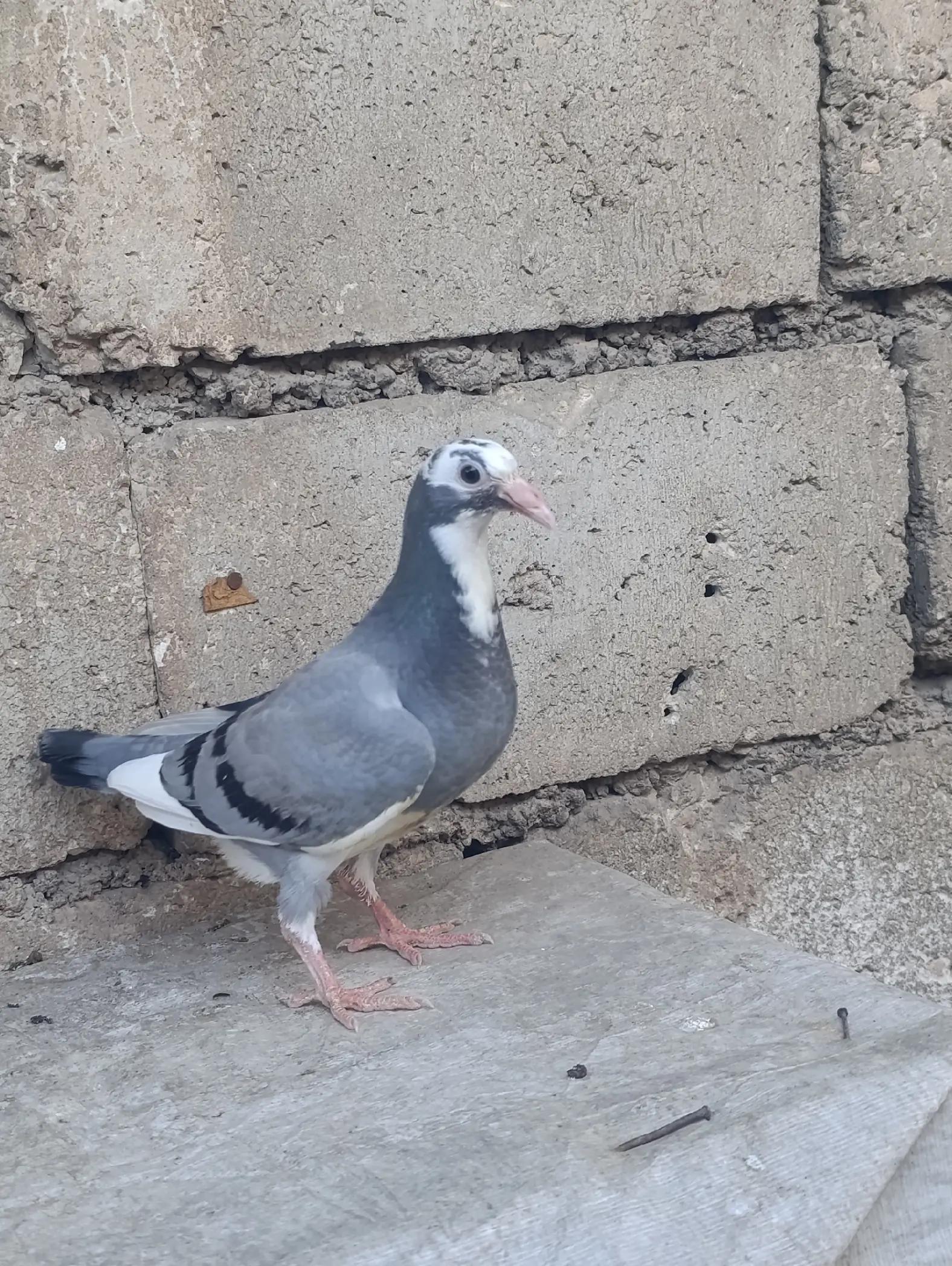 @Hasan &Ccedil;i&ccedil;ek 63