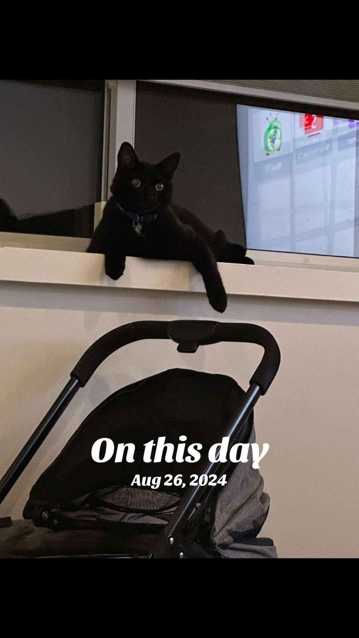 @Oscar Jeremy the cat!