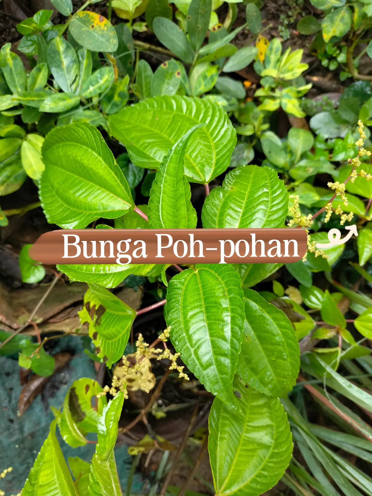 @mahmudah.garden