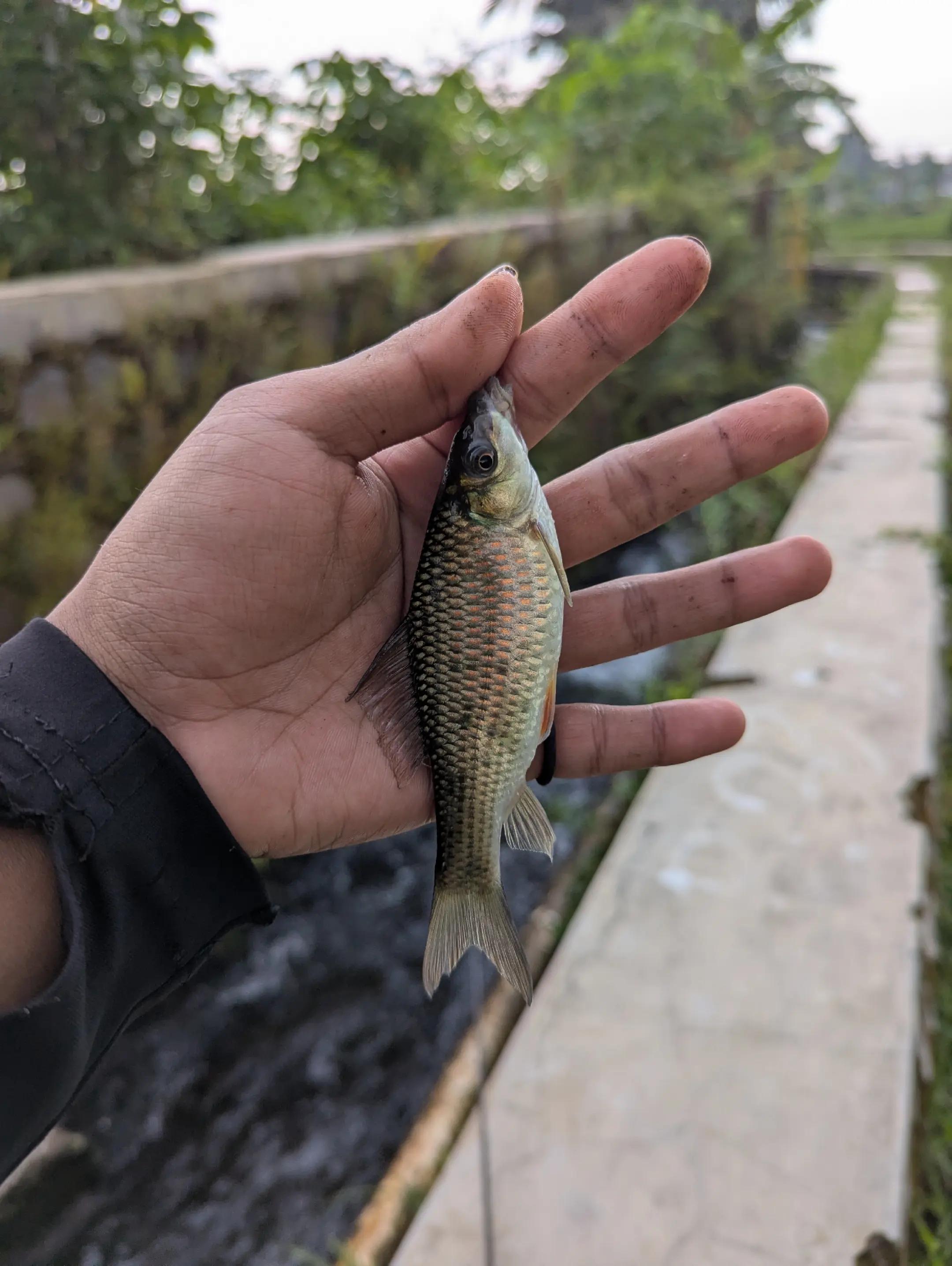 @Mancing Everyday