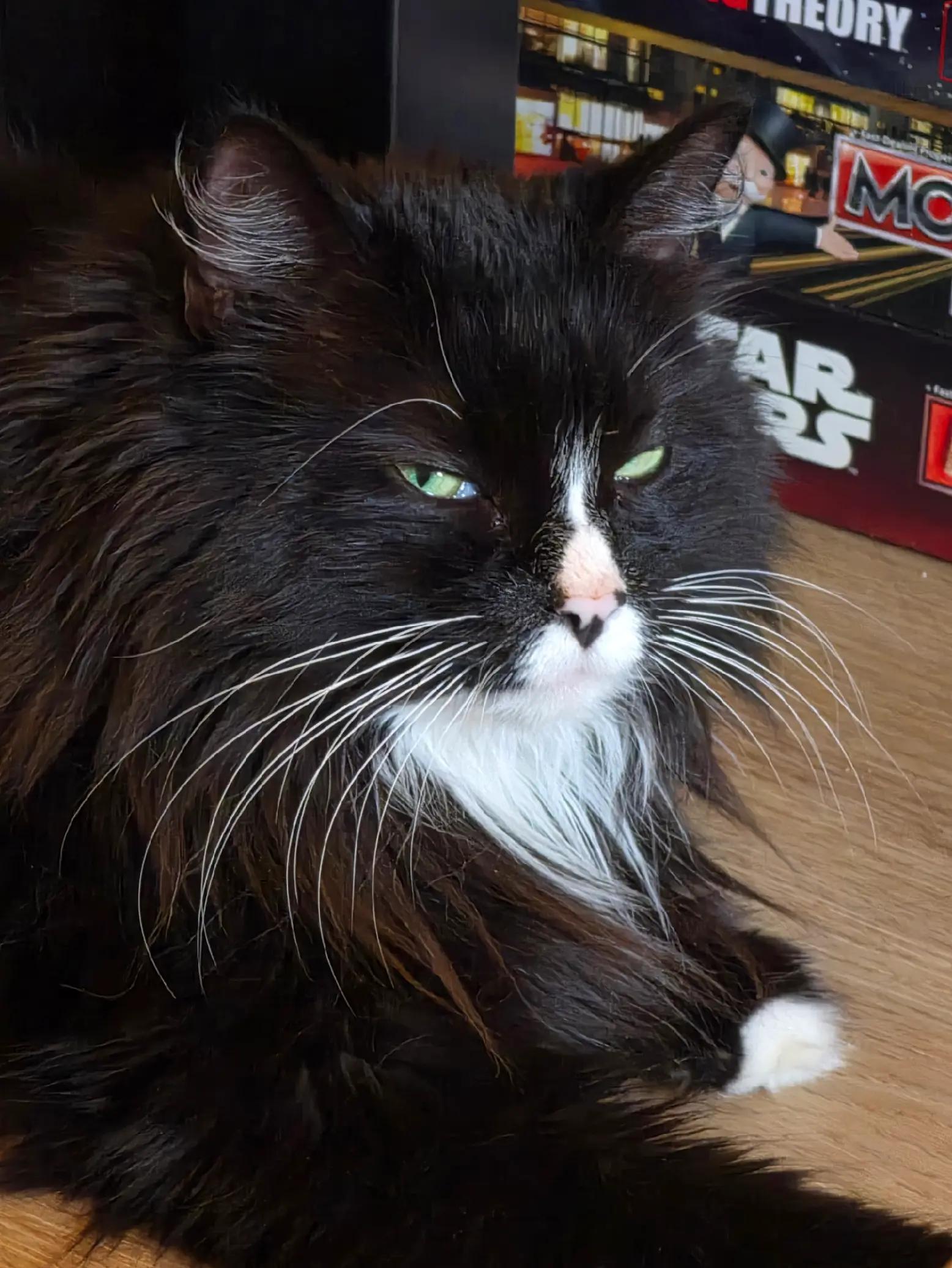 @AtticaTheTuxedoCat