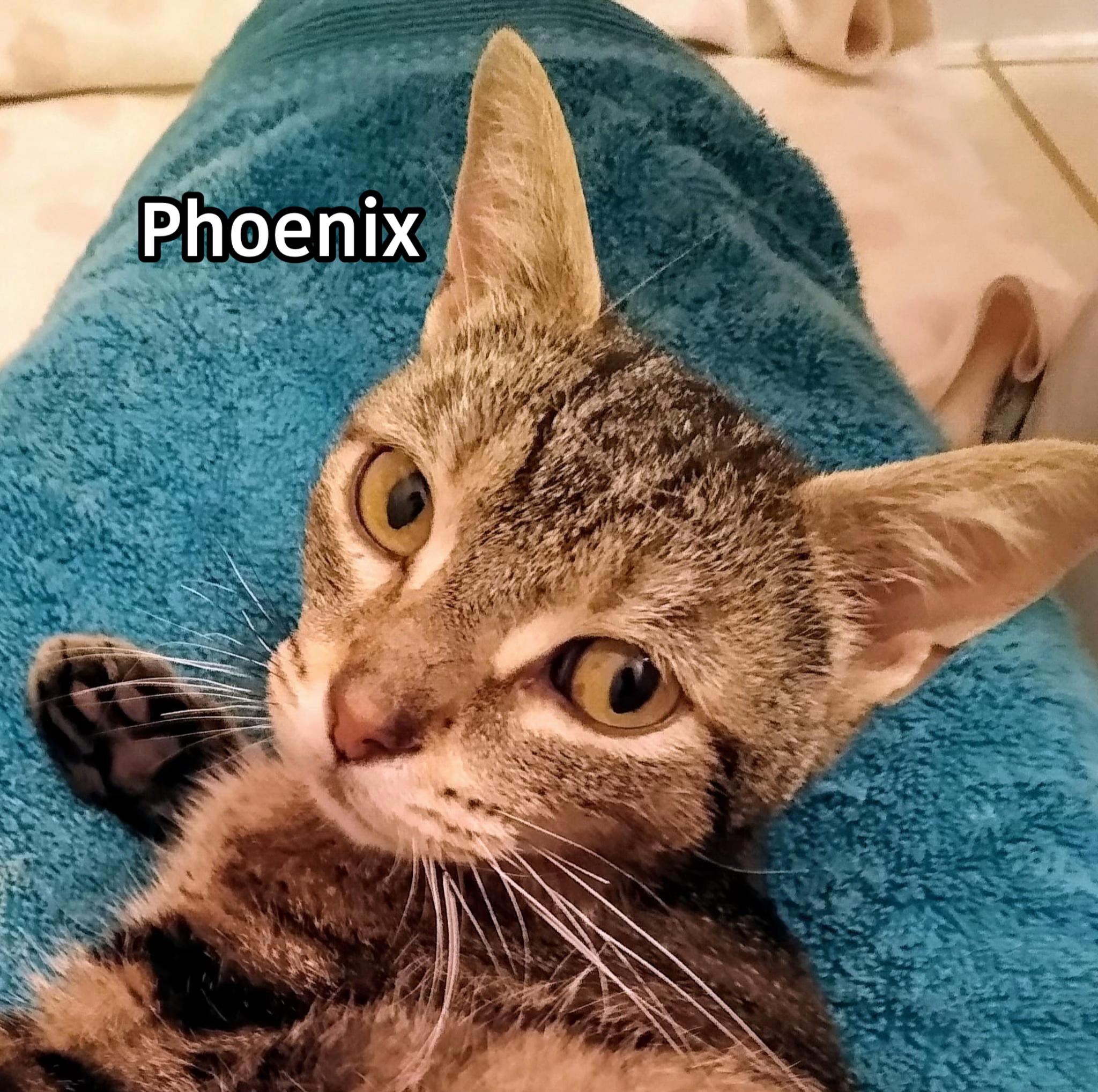 @North Toronto Cat Rescue