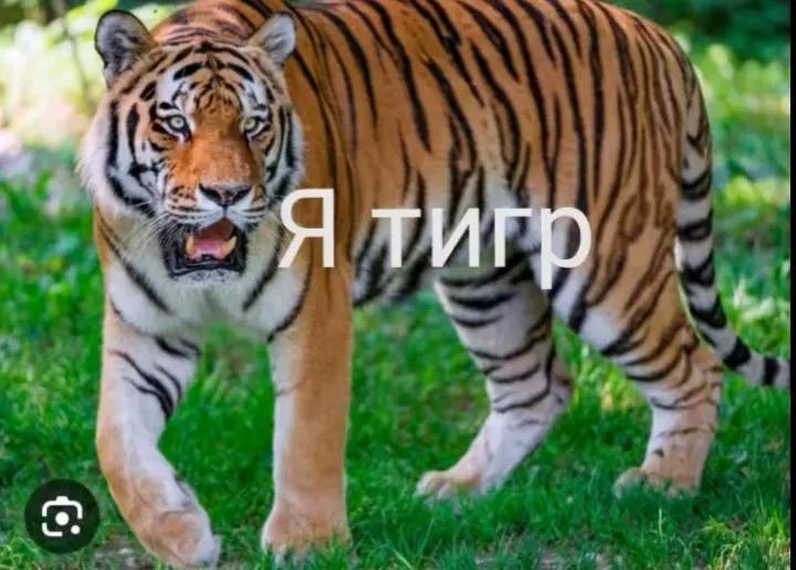 @крыска котик