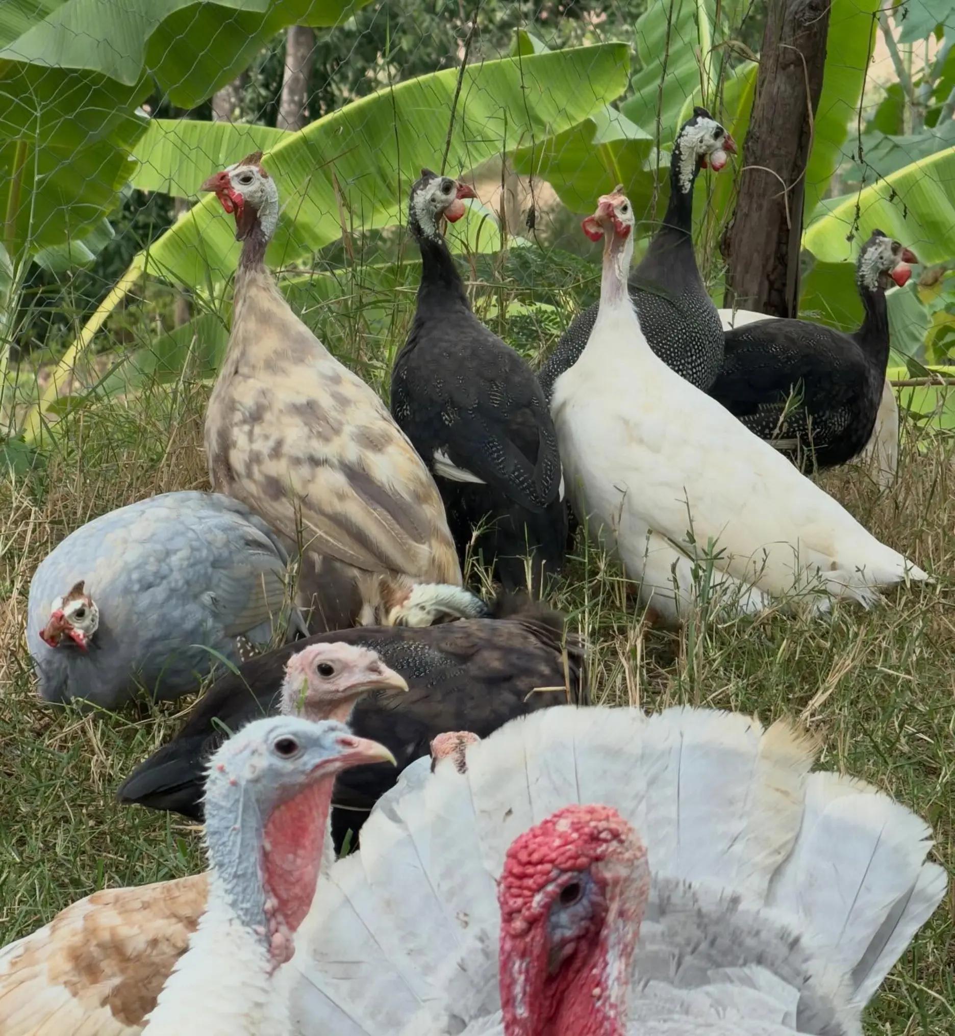 @Əziz Kürdəxanı FARM 𐱅𐰇𐰼𐰰