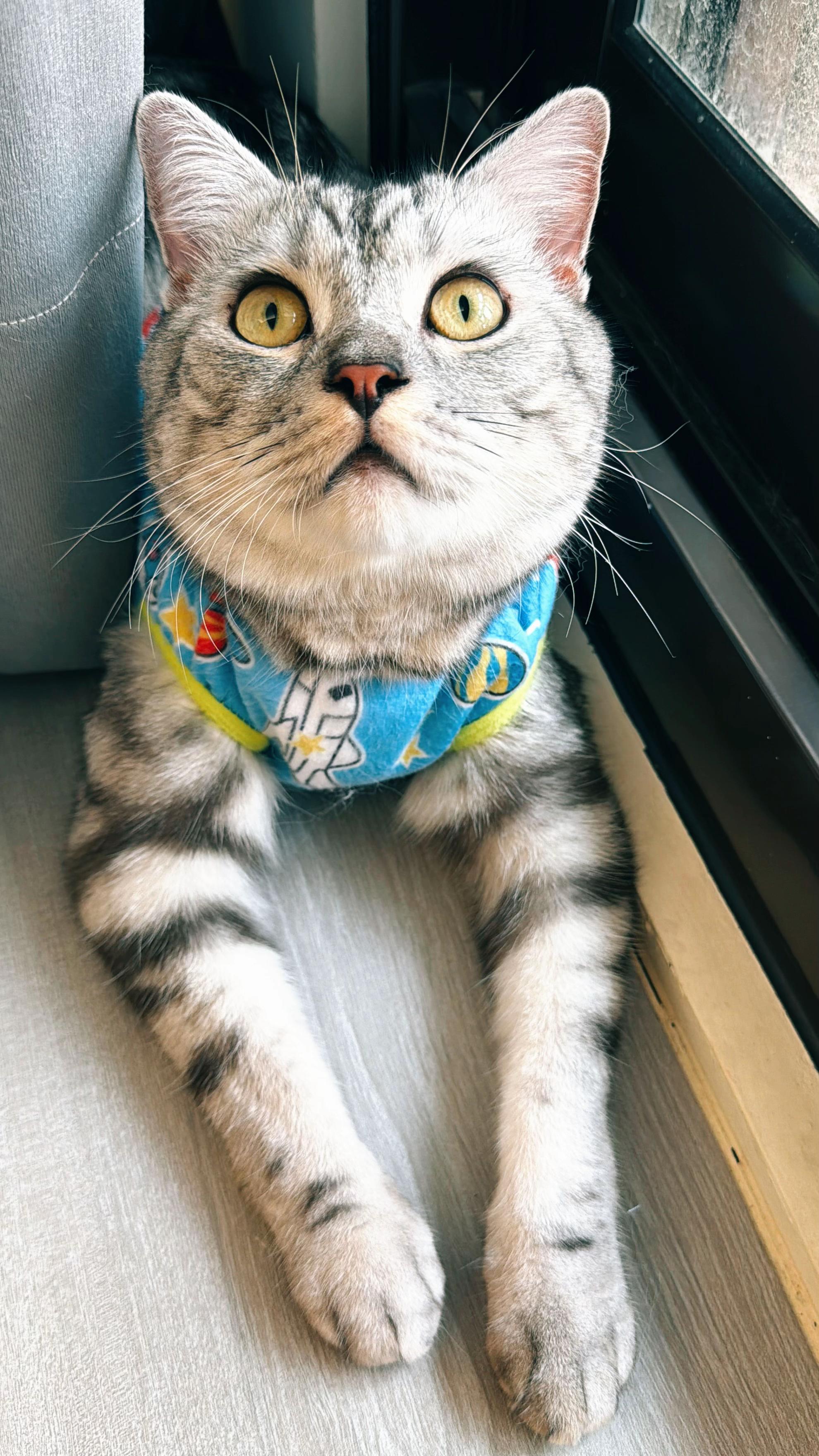 @SerenePaws🐰✨