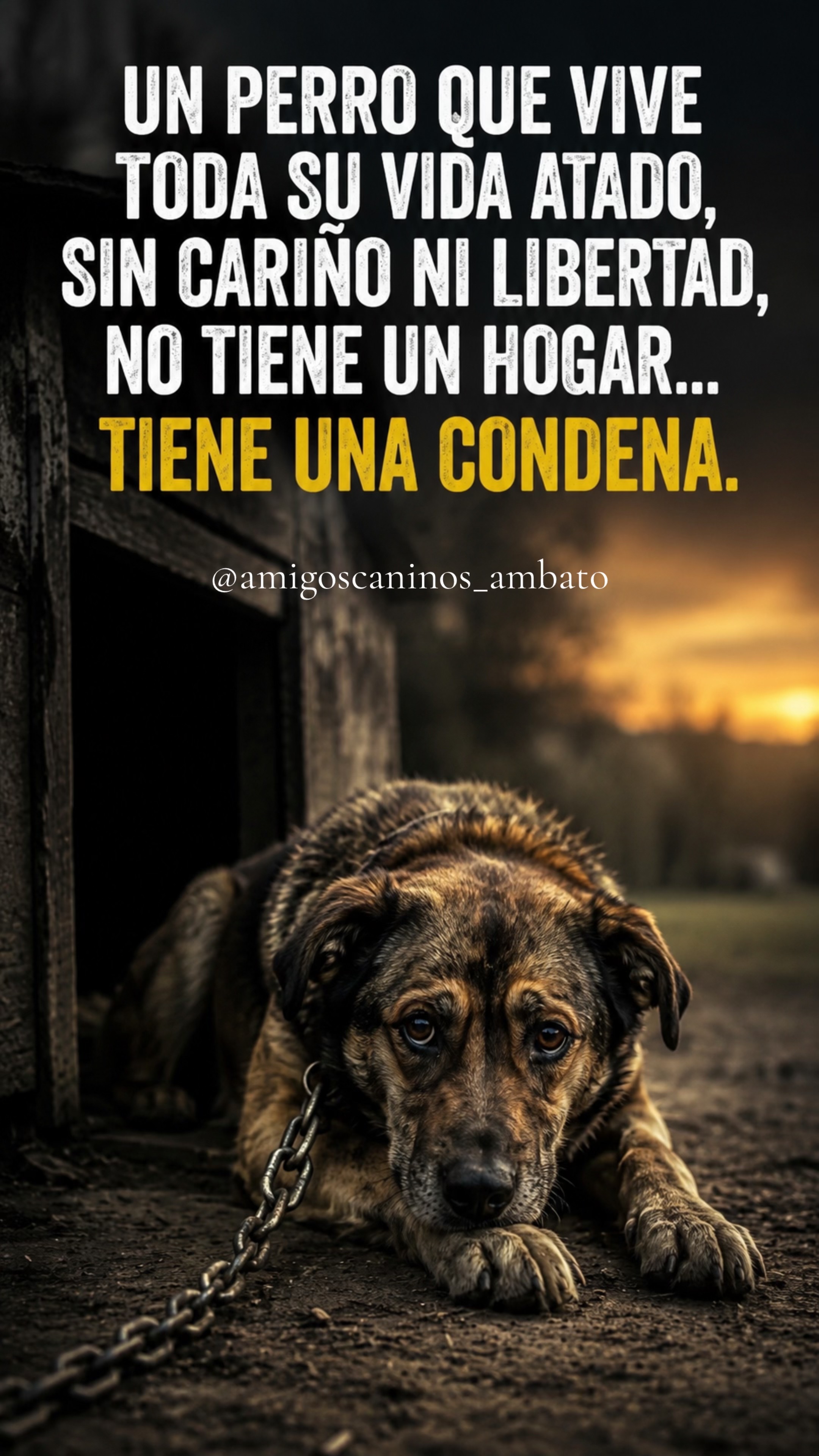 @Amigoscaninos_Ambato