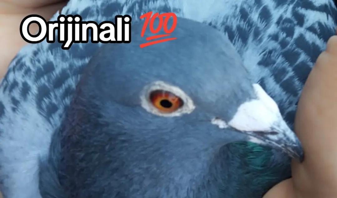 @YARIŞ POSTASI
