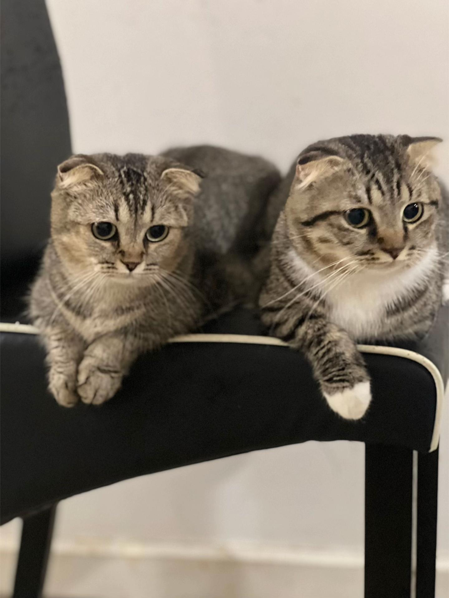 @🕊️MiszYayang🕊️