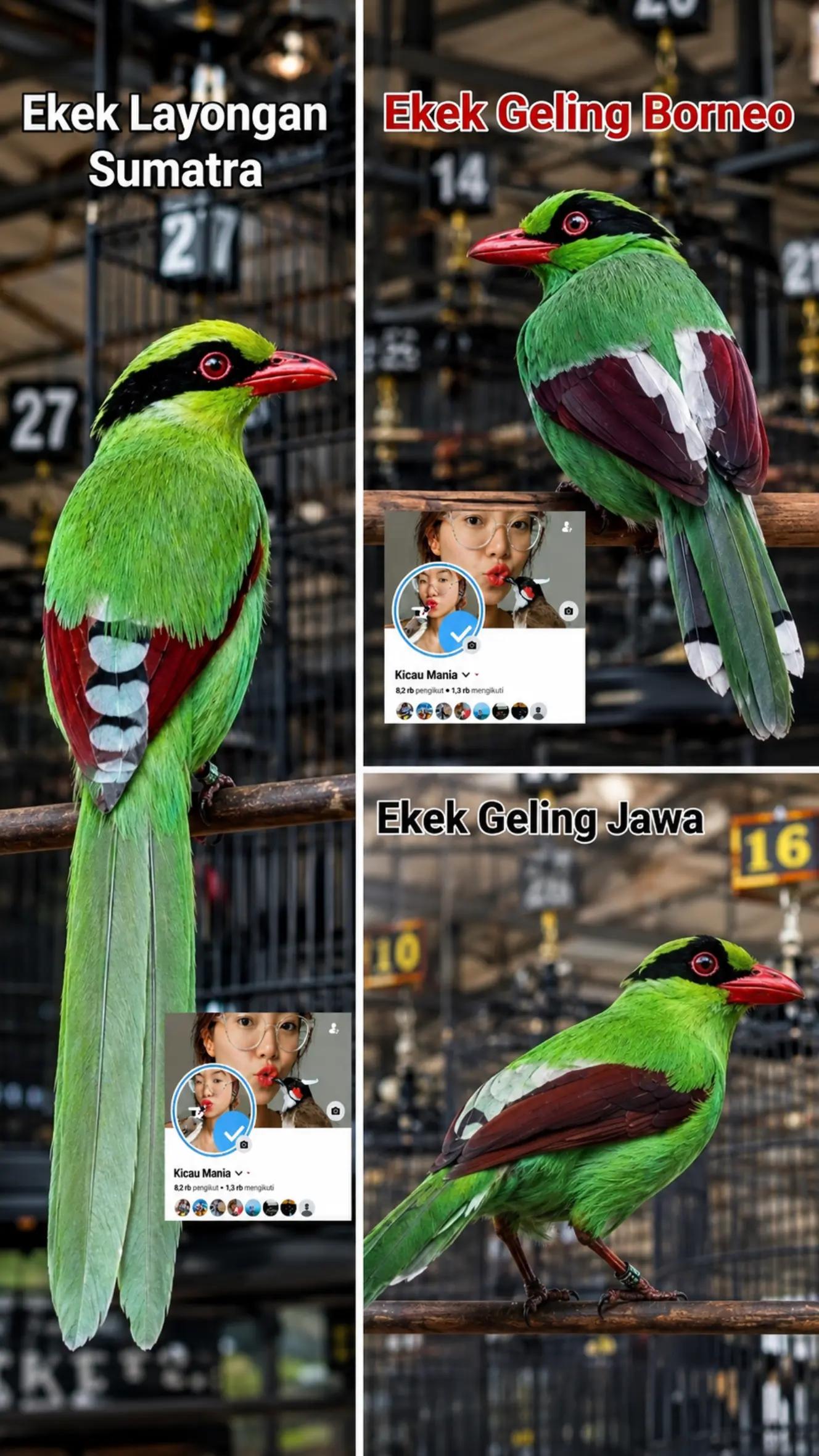 @fbkicaumania