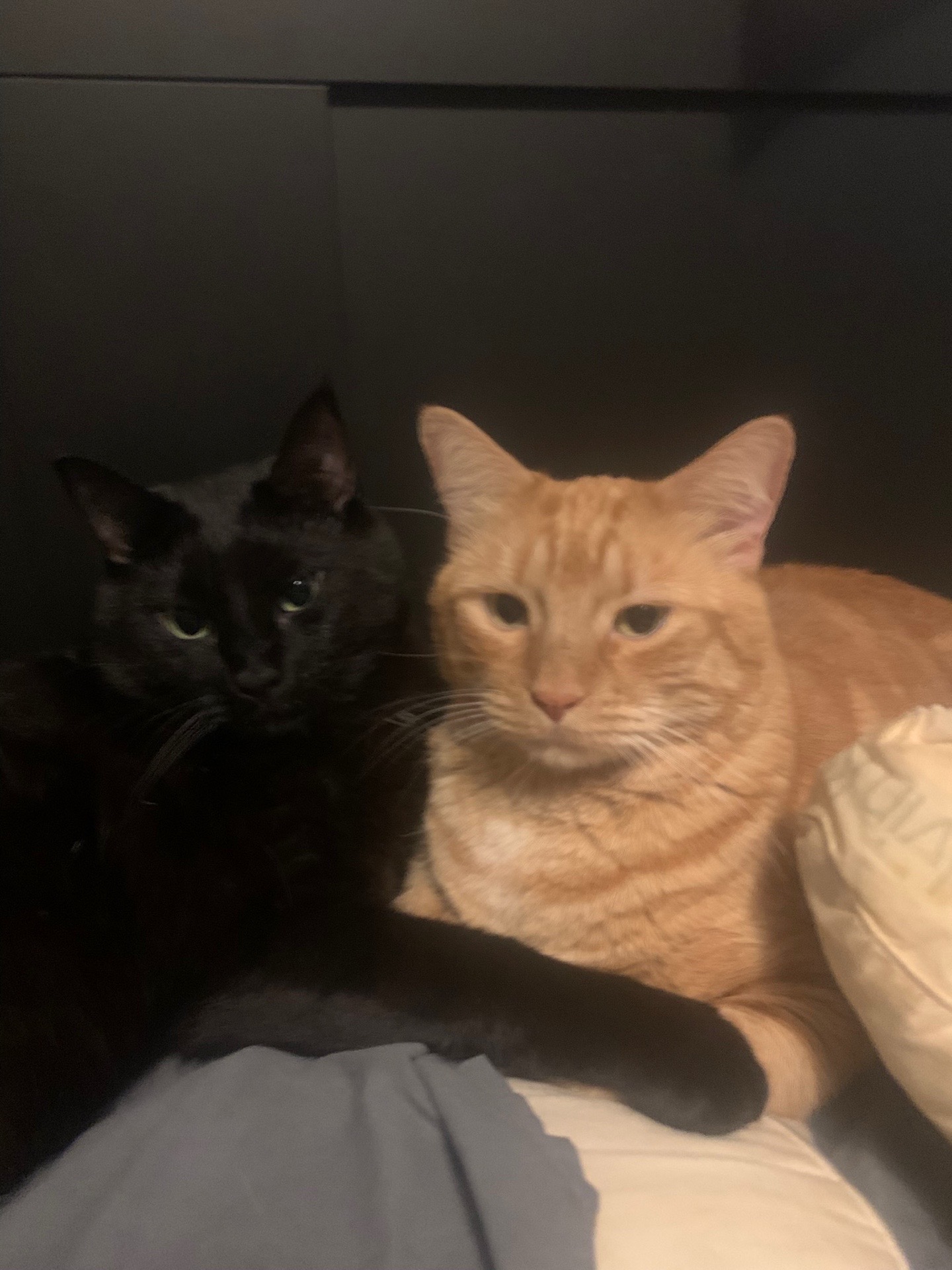 @diycatgeek (Wally & Howl)