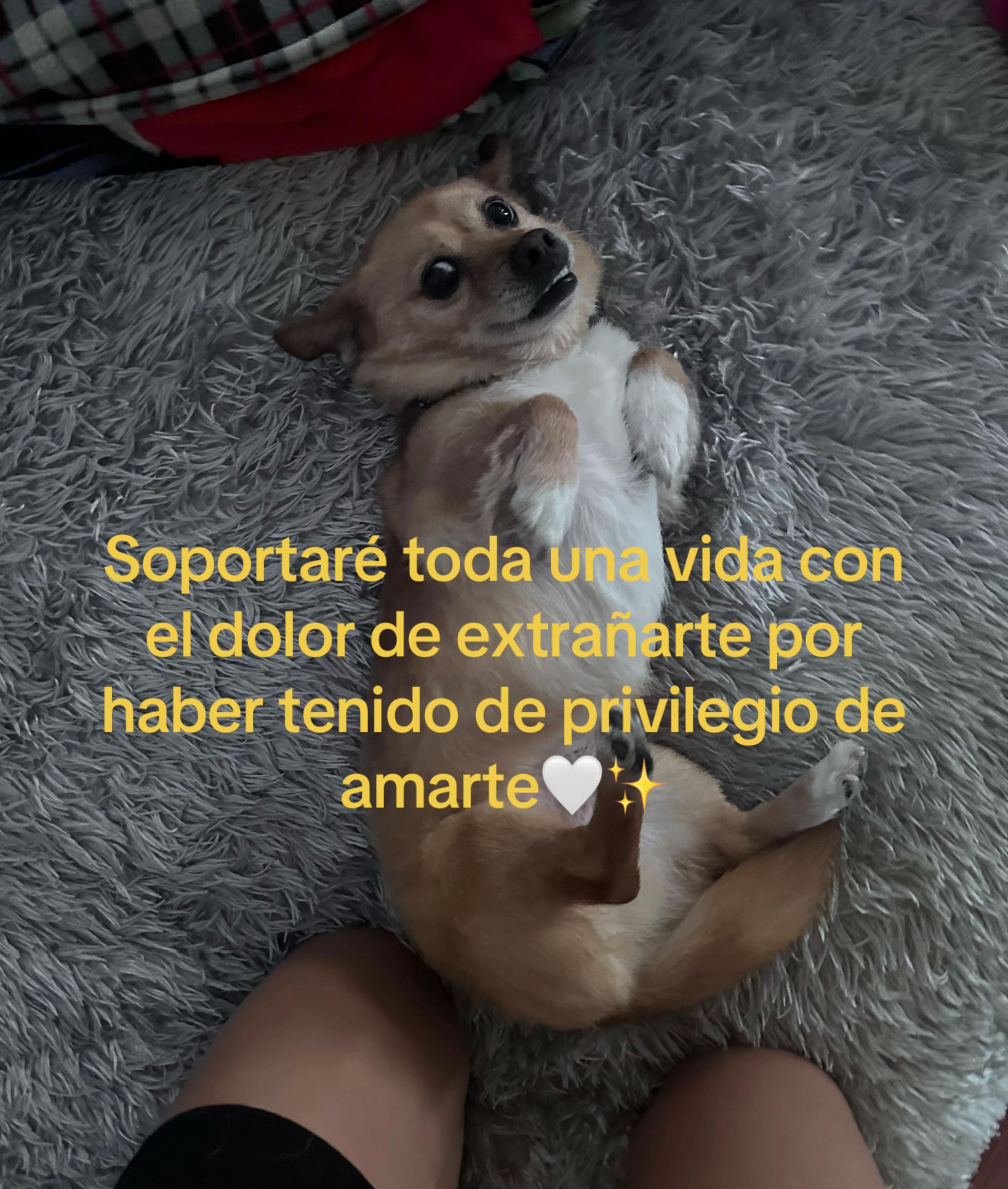 @shofi