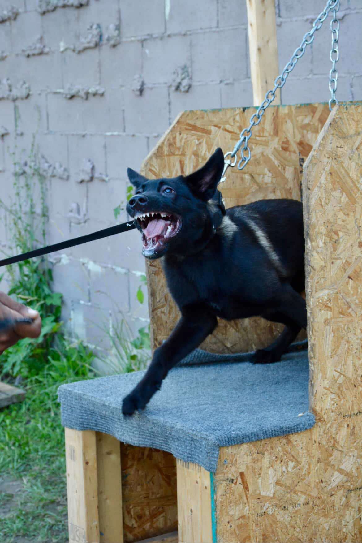 @Detroit belgian malinois
