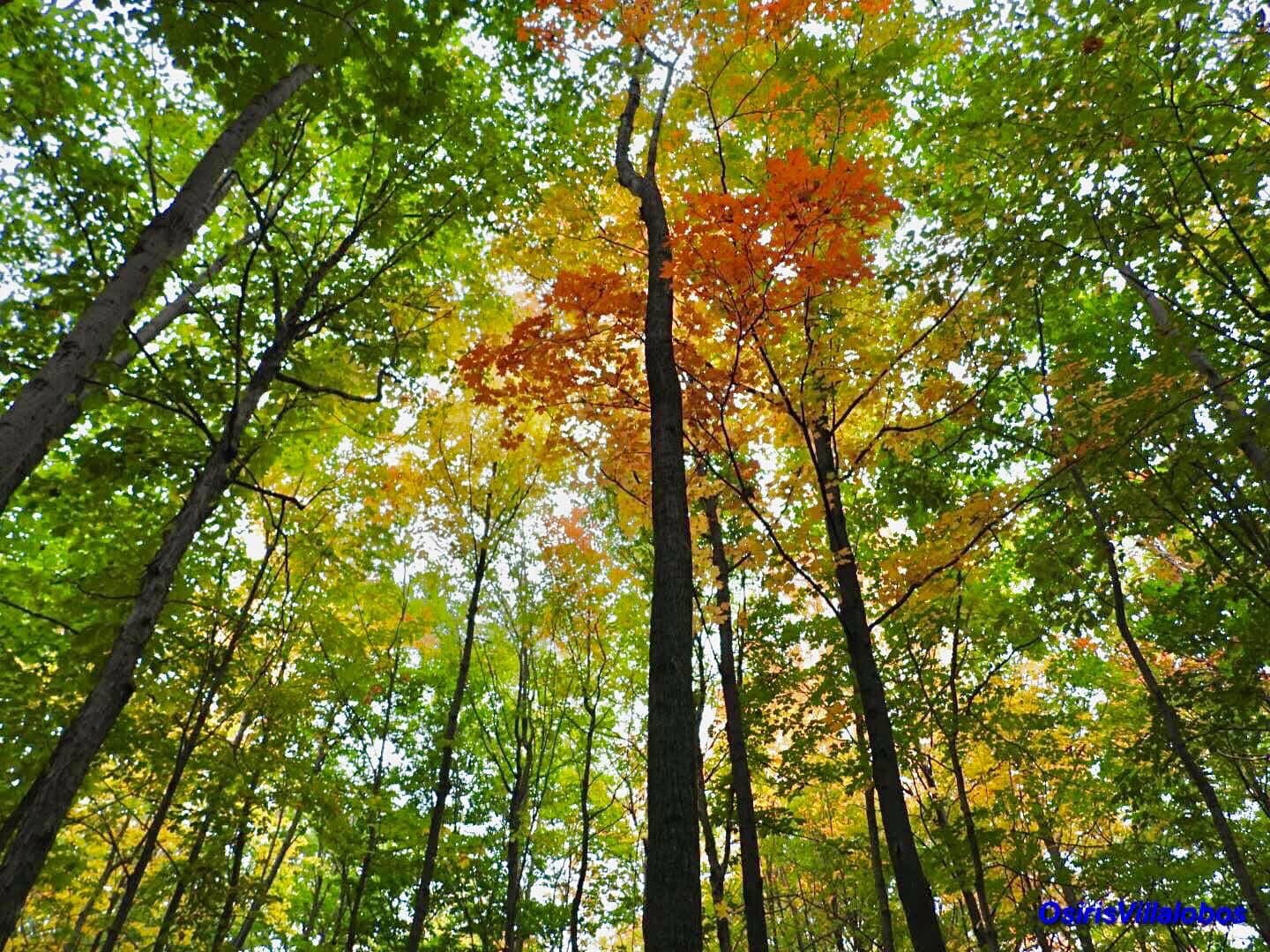 @Osiris Villalobos