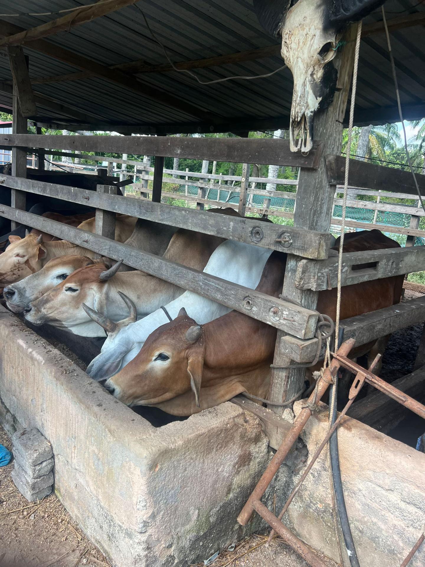 @Haziq farm