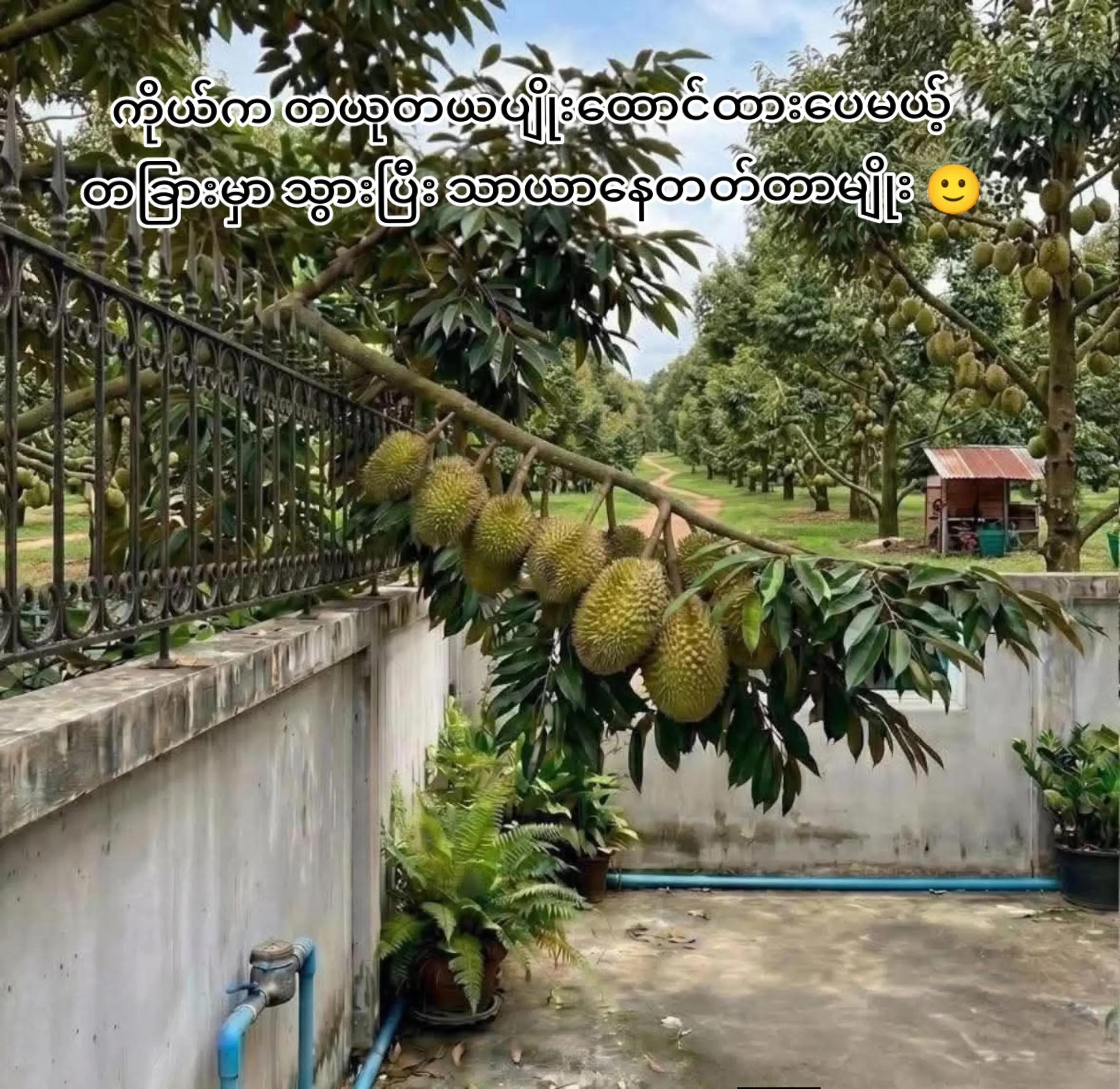 @đ¸ Thae đ§ Su đ¸(áĄáá˝ážáąá
áááş đ)