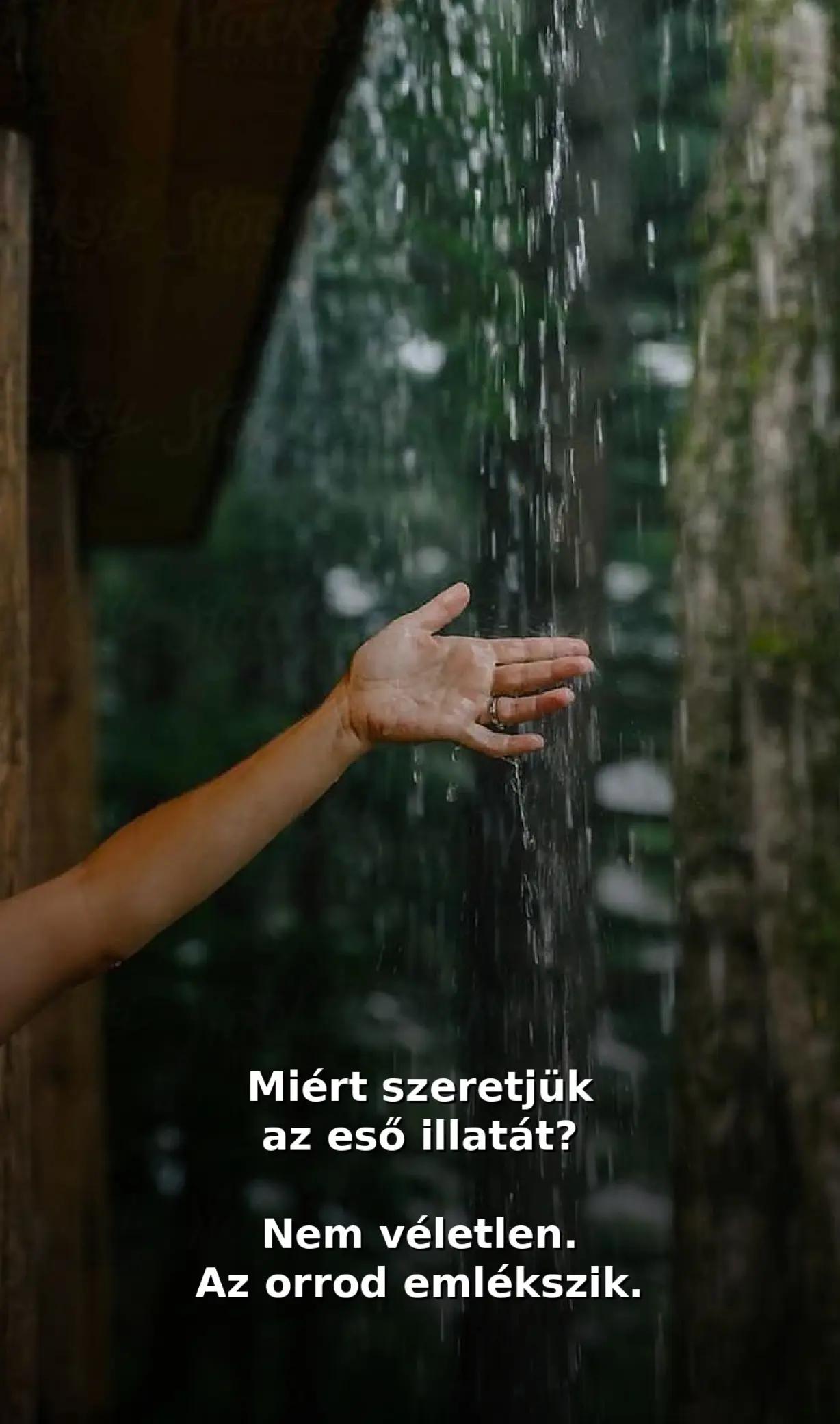 @đđźDödöllevirág đ§âïžđ