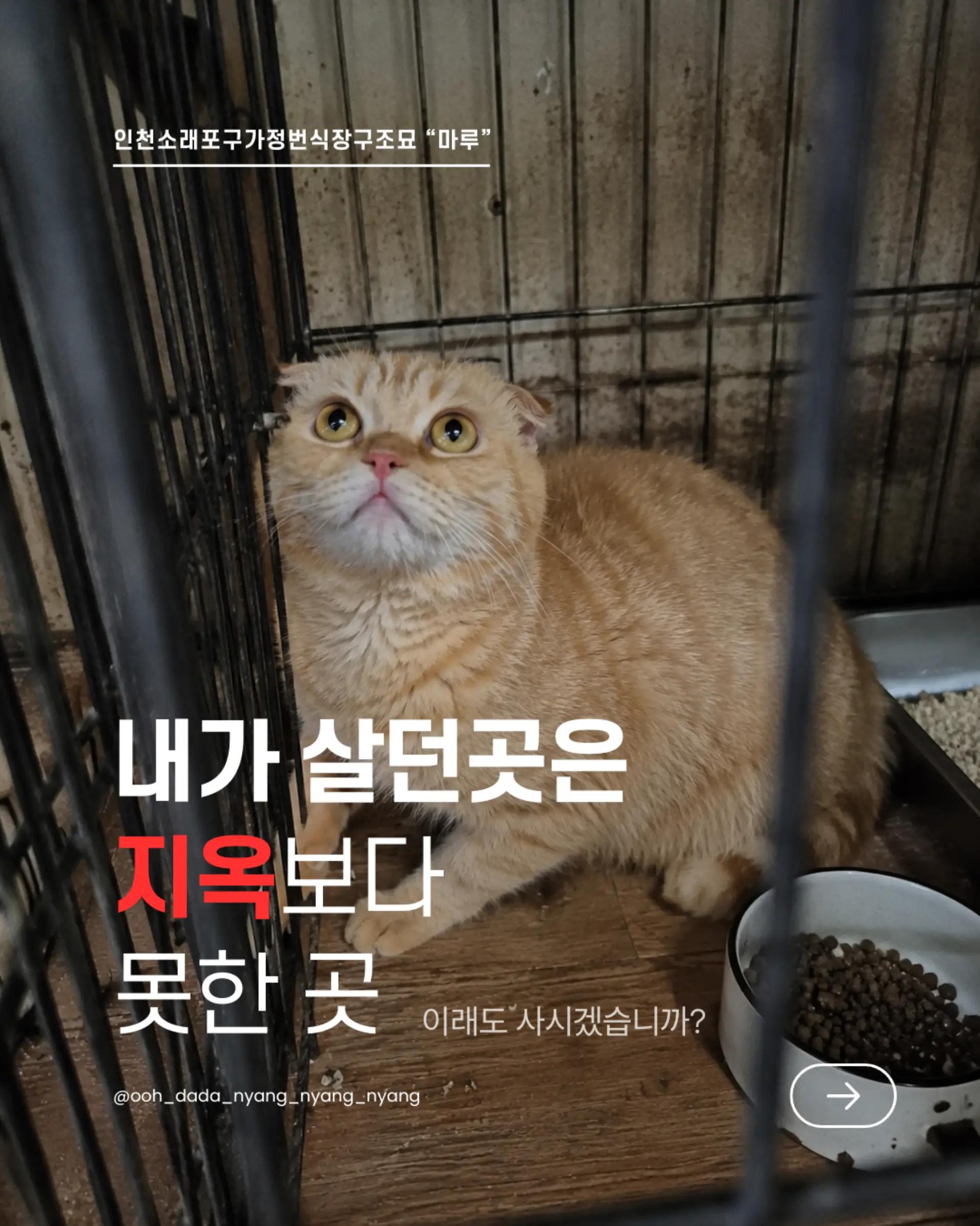 @우다다냥냥냥