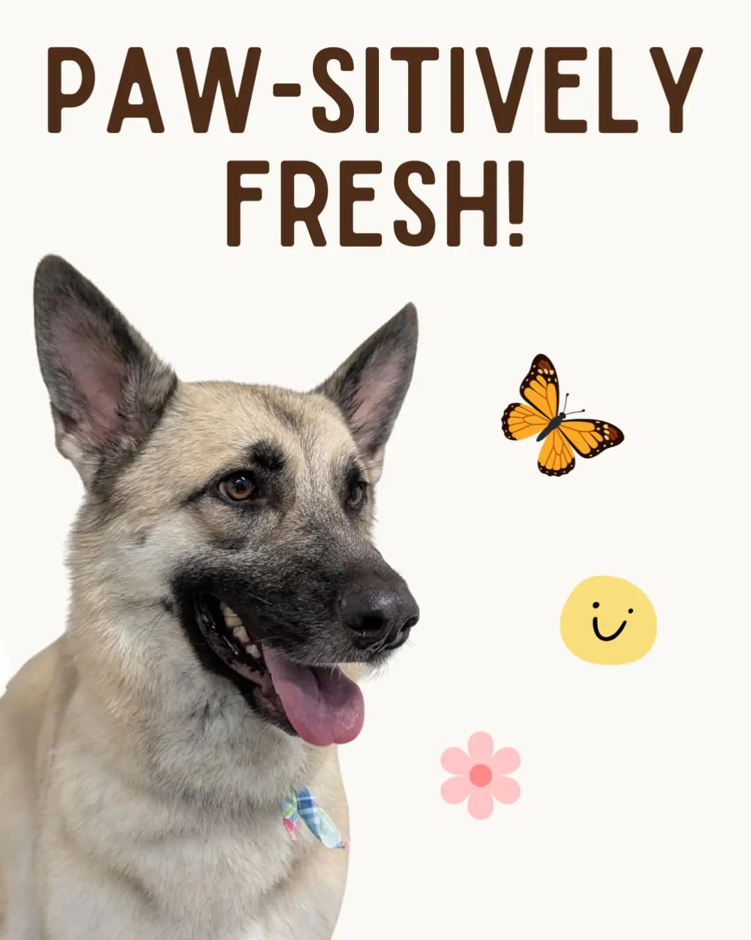 @bubulabapetgrooming