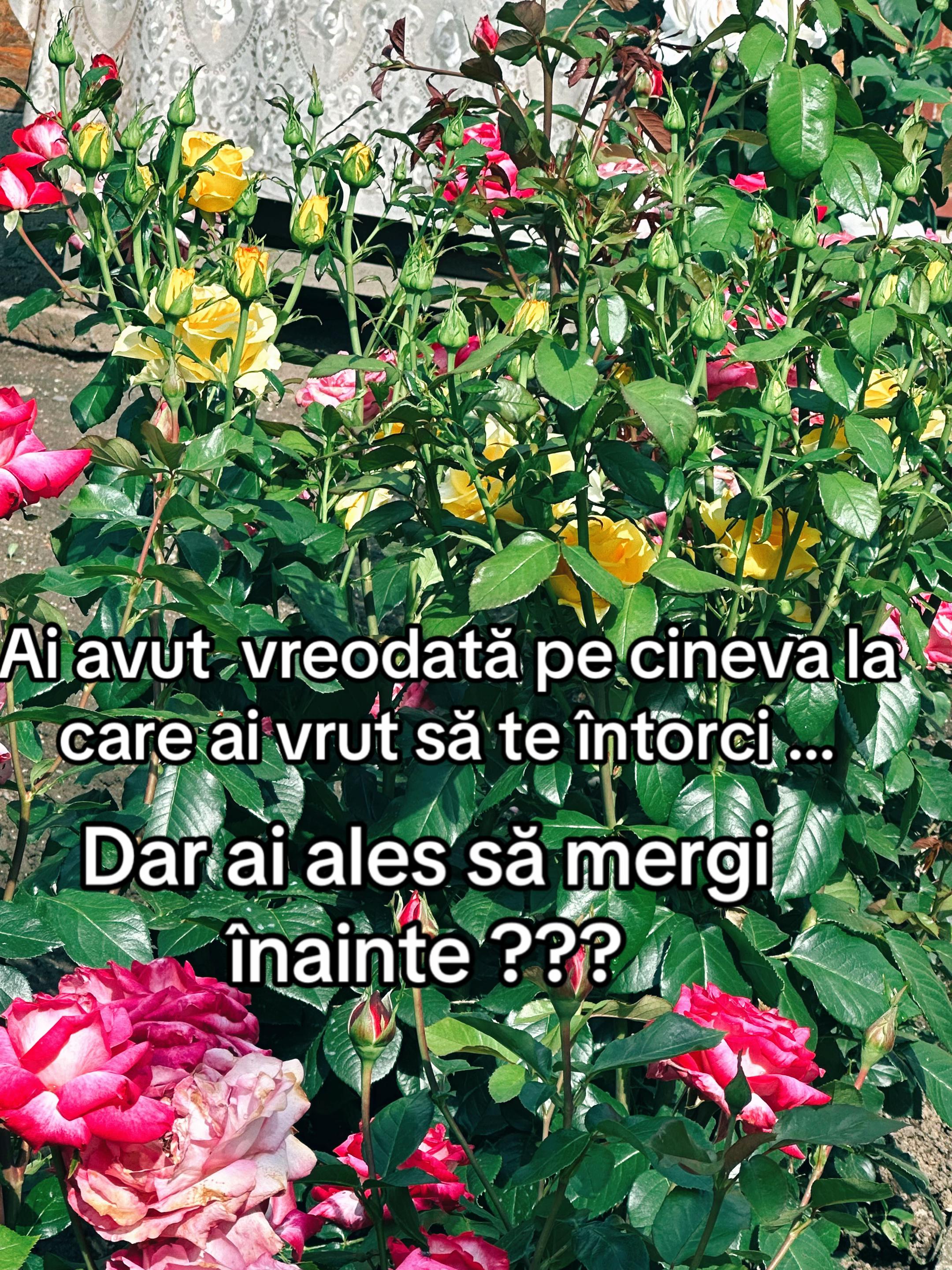 @MIHAELA